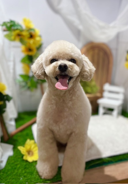 �m�A�N�̃T�}�[�e�f�B�X�^�C��