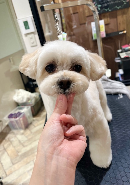 ���A����̃T�}�[�J�b�g��