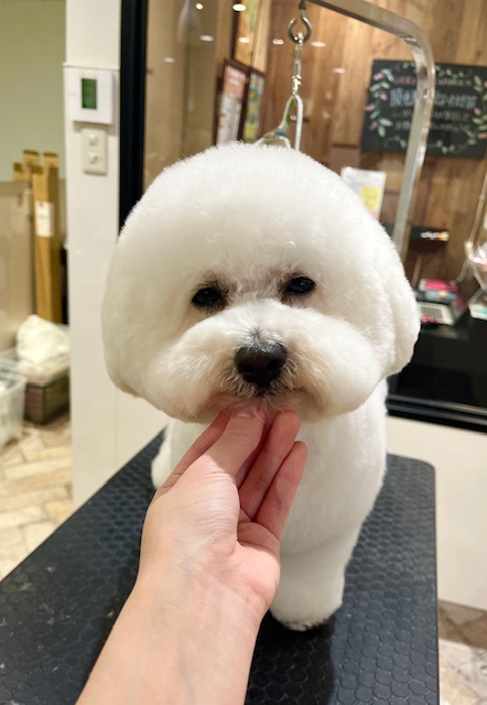 ���̉�����̃r�V�����J�b�g��