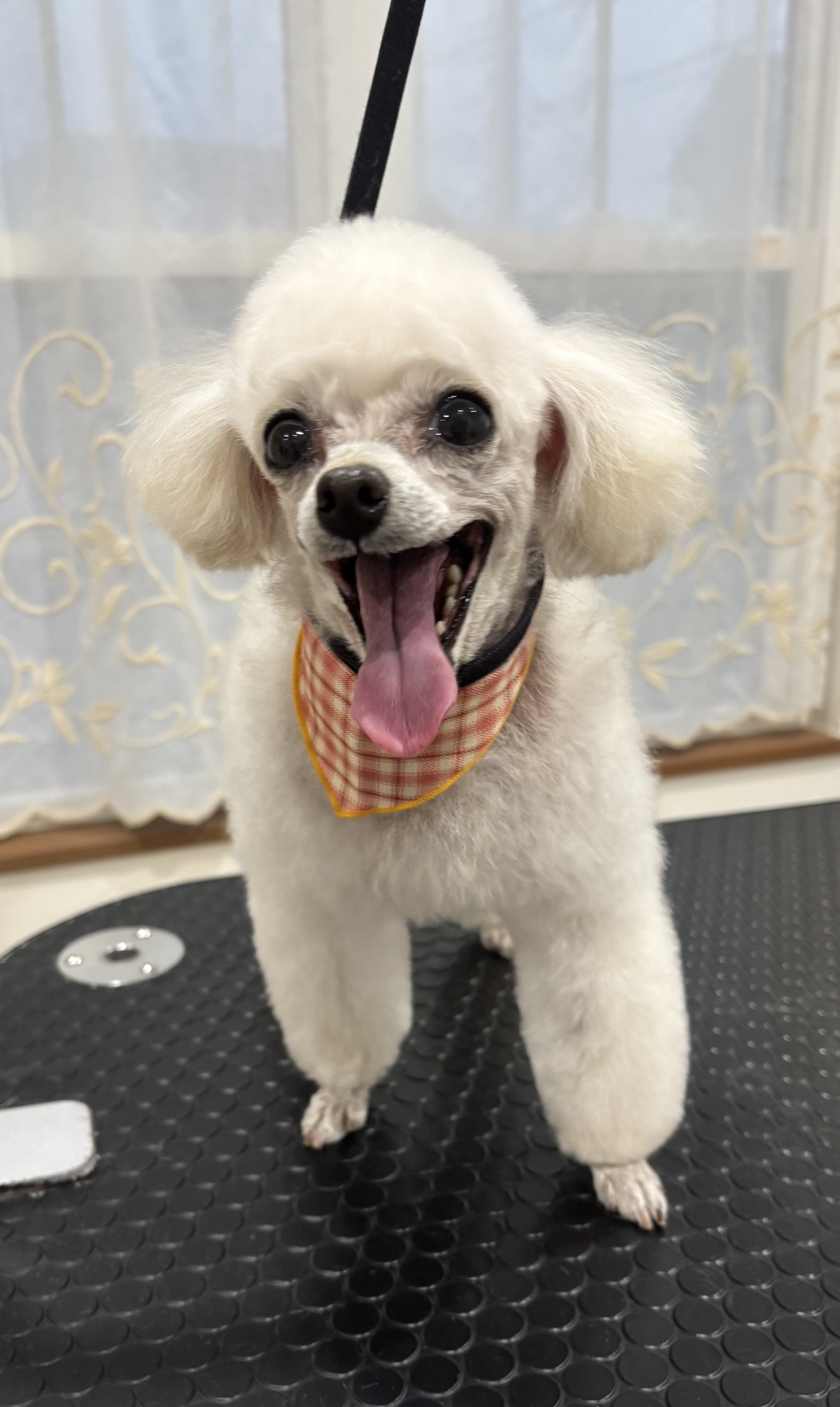 �J�b�g�R�[�X�i�v�[�h���j