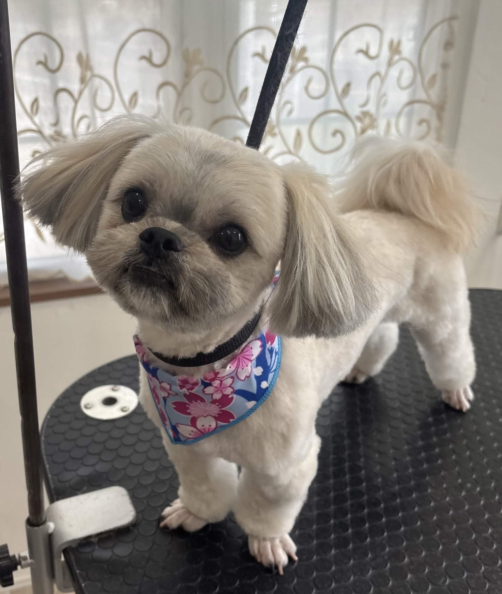 �J�b�g�R�[�X�i�}���`�[�Y�~�y�L�j�[�Y�j