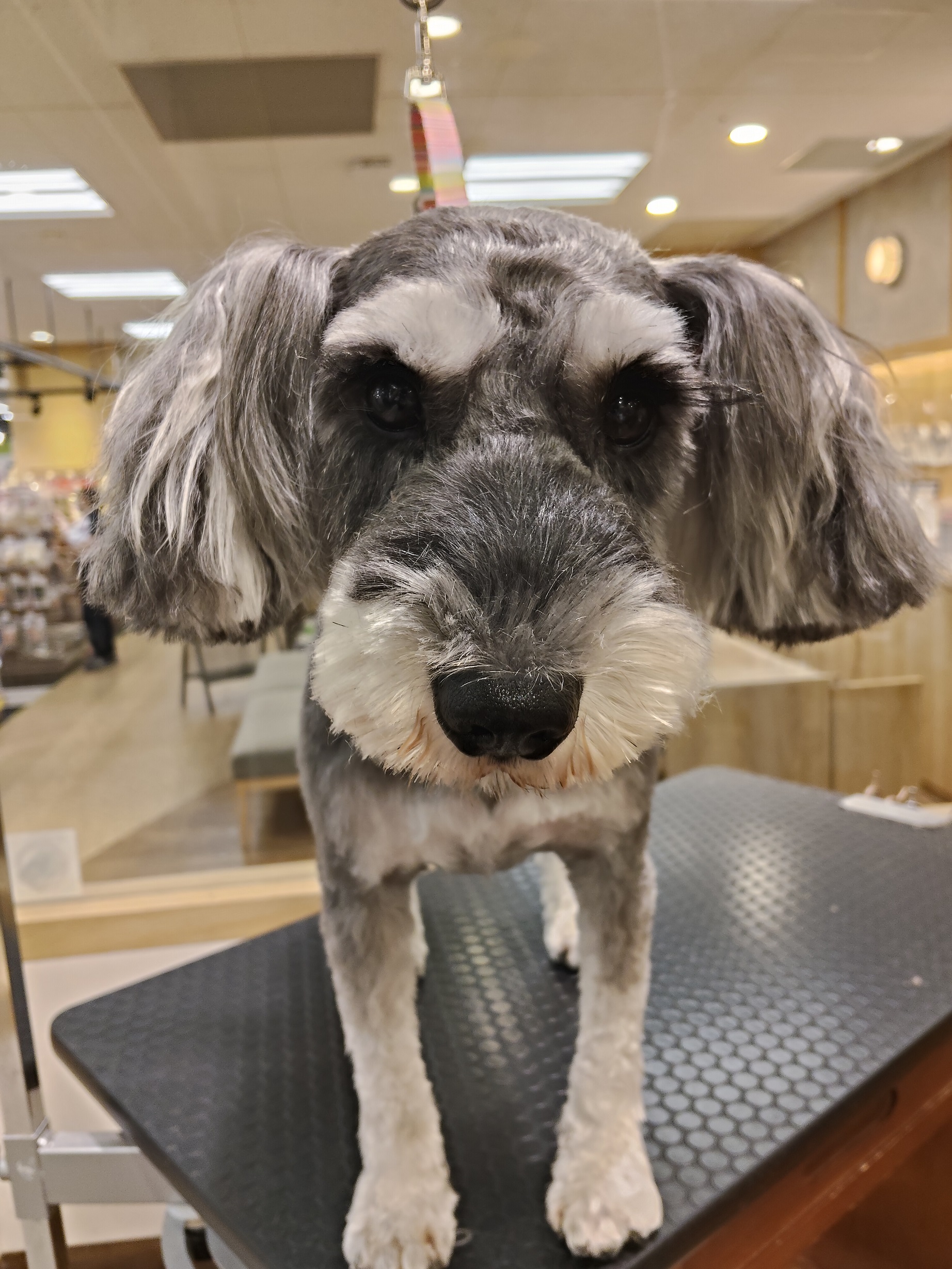 �V���i�J�b�g