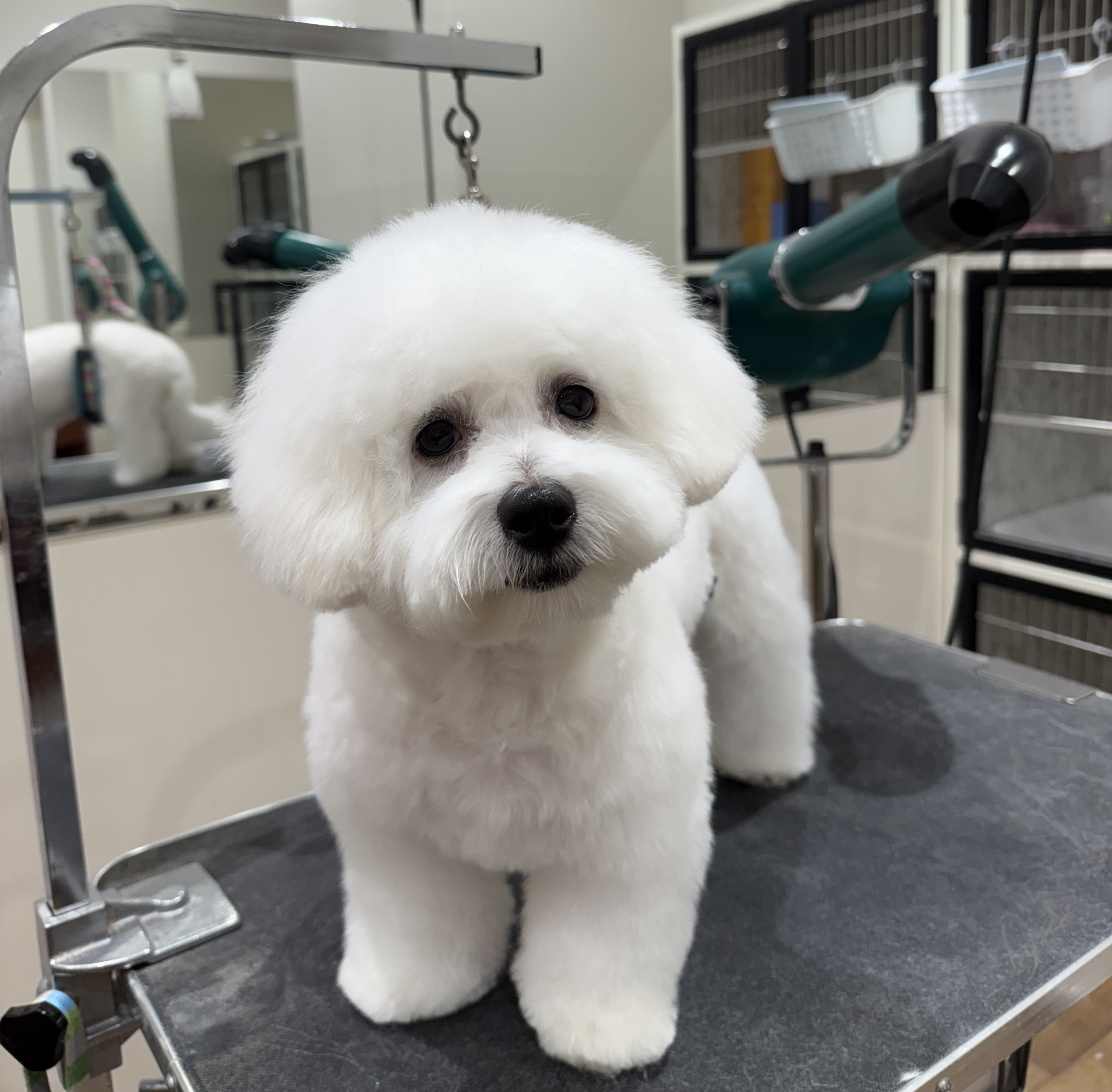 �p�s�[�����r�V�����J�b�g