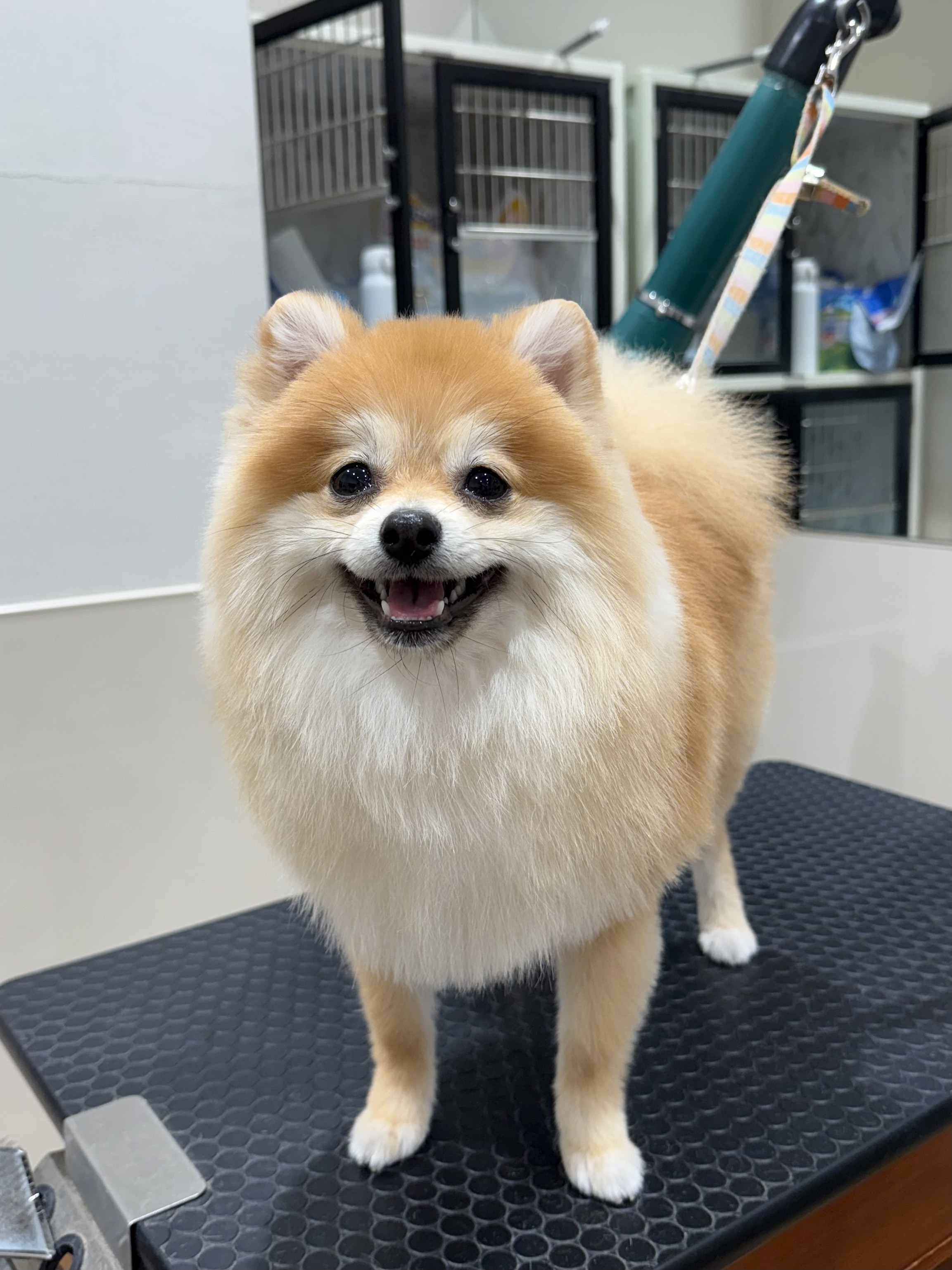 �v�����ƃA�U���V�J�b�g