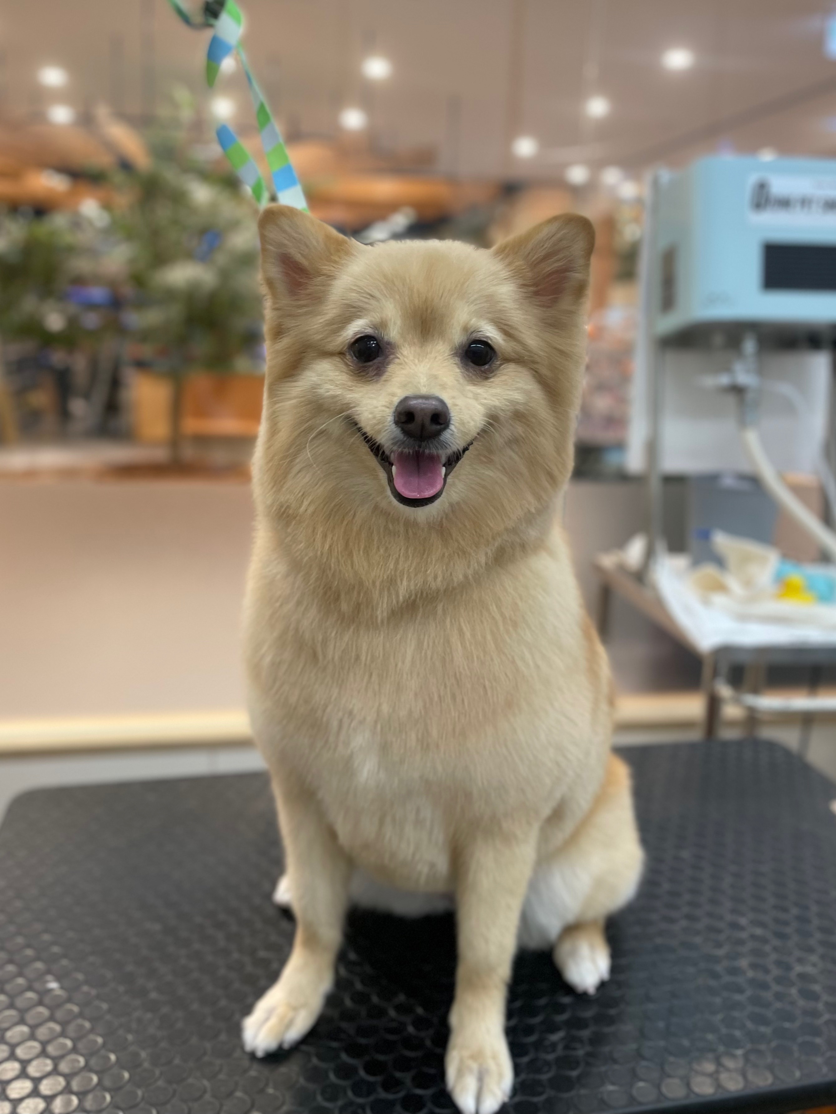 �ӂ���|�������J�b�g