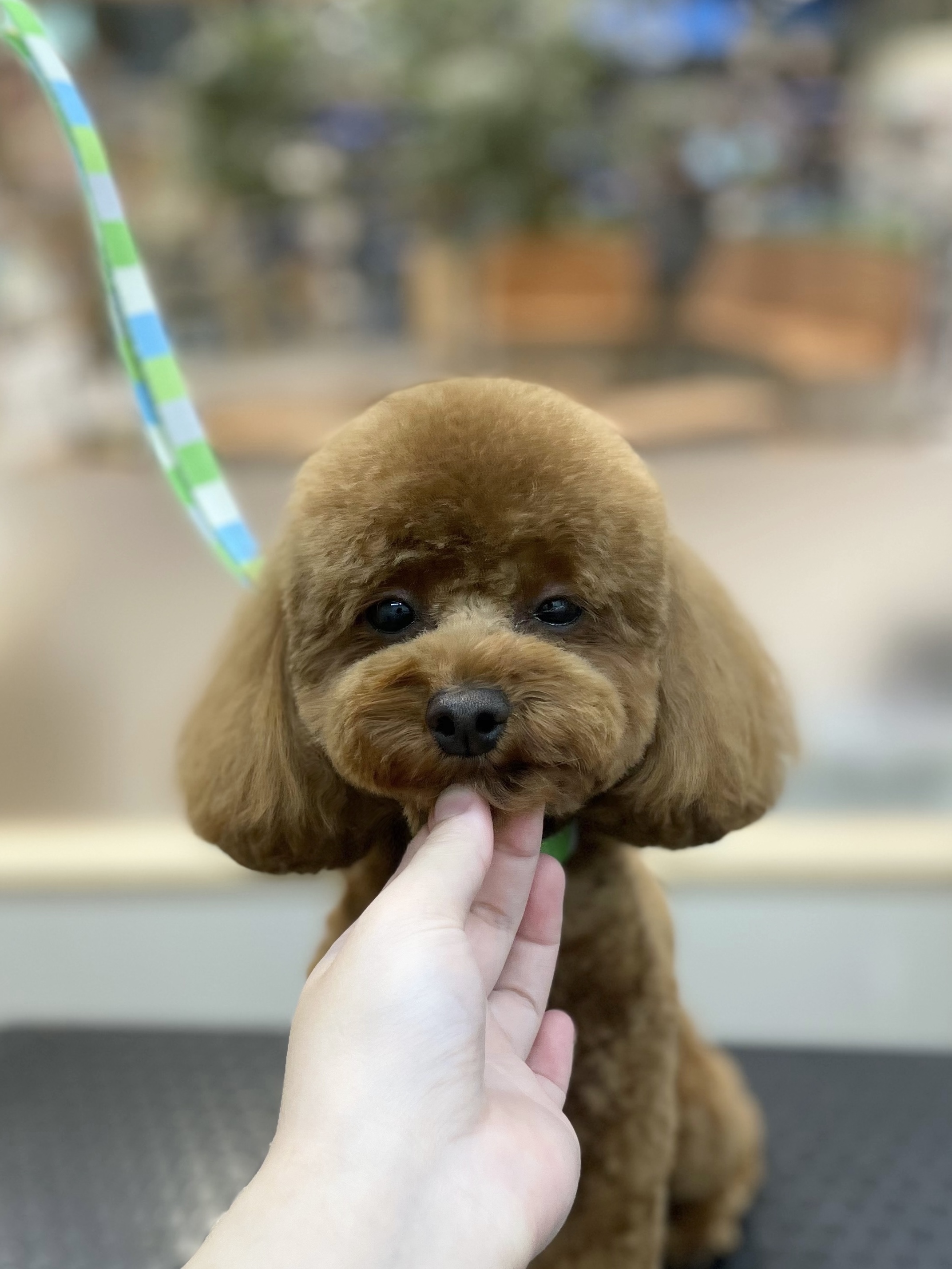 �X�b�L���e�f�B�x�A�J�b�g