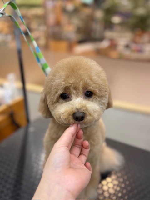 �ӂ���e�f�B�x�A�J�b�g