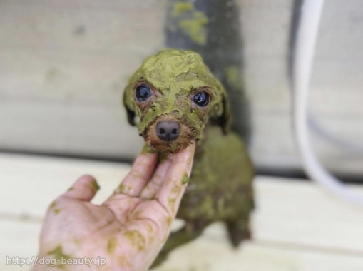 ドックサロン カフェ Pono ポノ ペットサロン ペット美容室検索ドッグビューティー