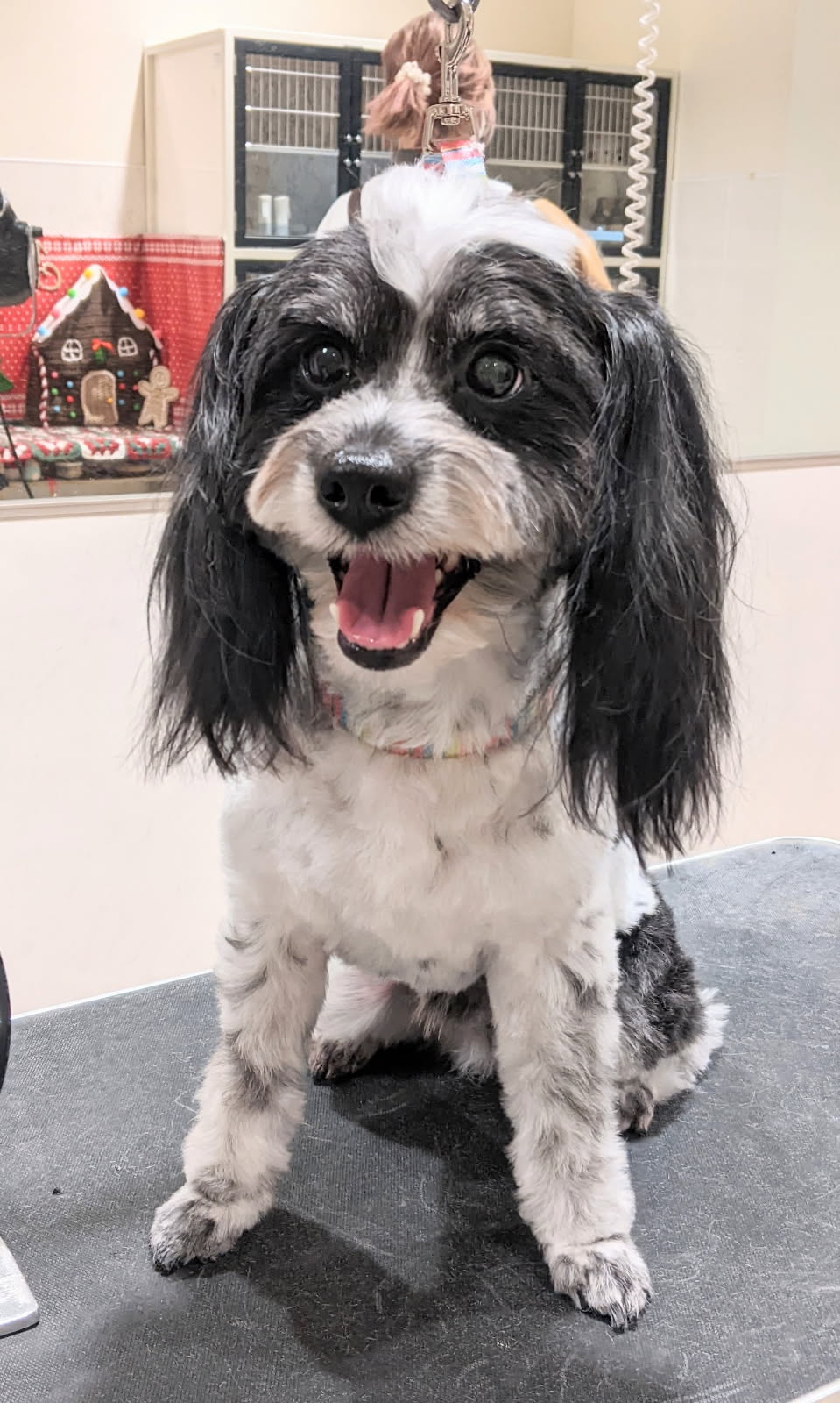 ���������q�J���J�b�g