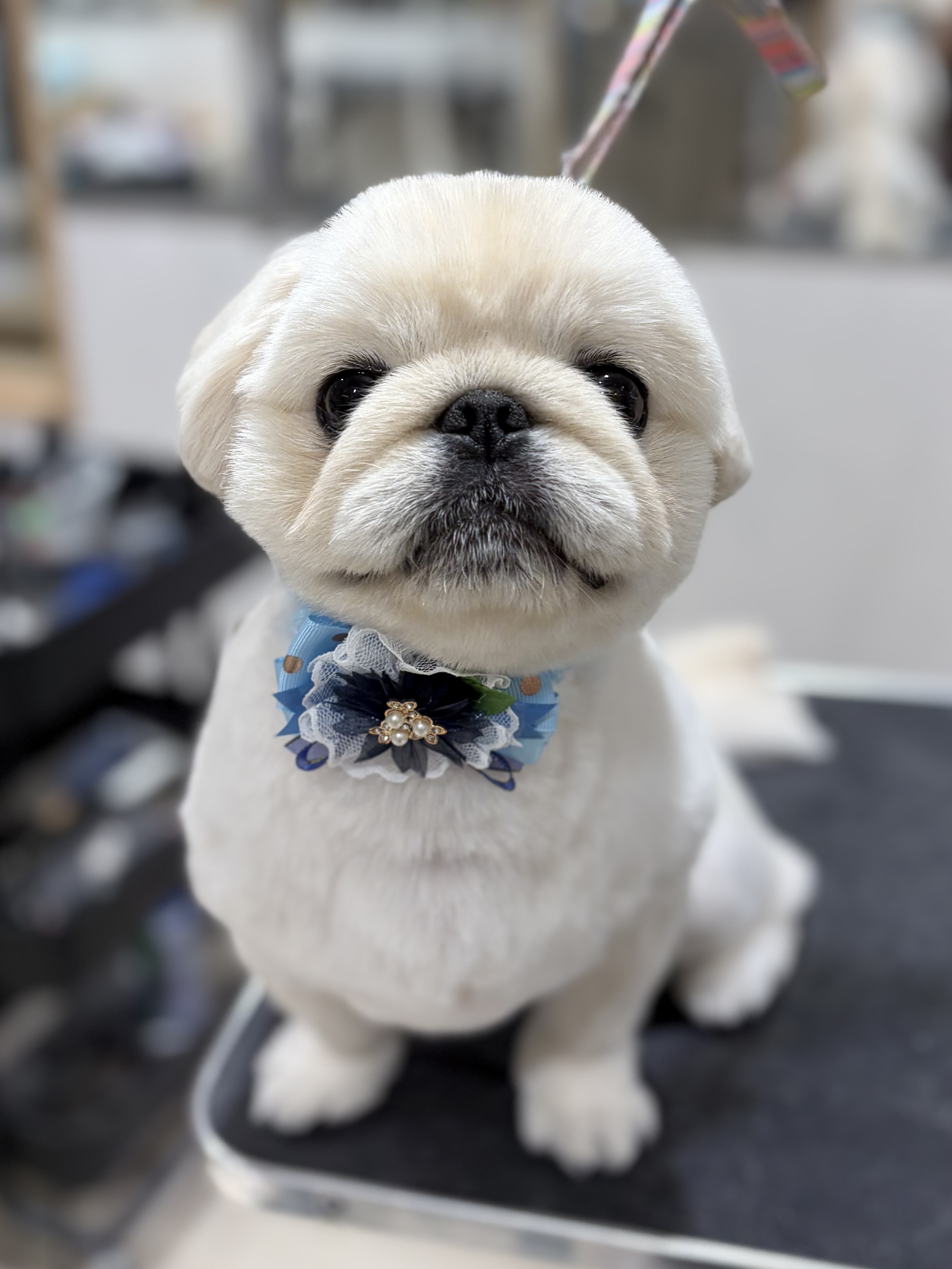 �y�L�j�[�Y����̐l�����o���J���ŃJ�b�g