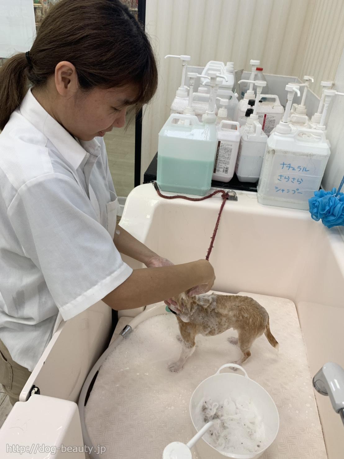 ワンラブ ゆめタウン博多店 ワンラブ ユメタウンハカタテン ペットサロン ペット美容室検索ドッグビューティー