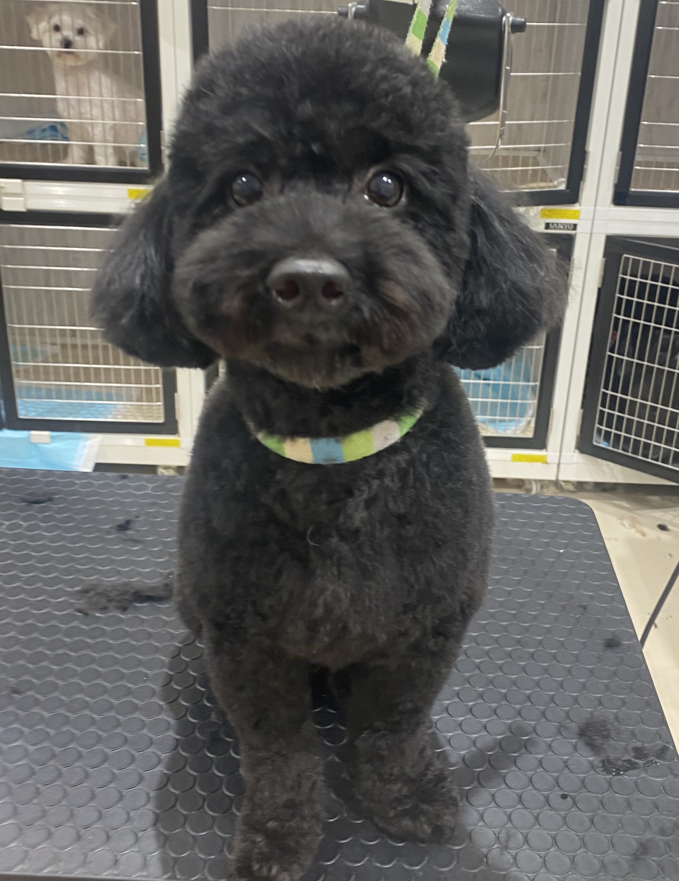 �e�f�B�x�A