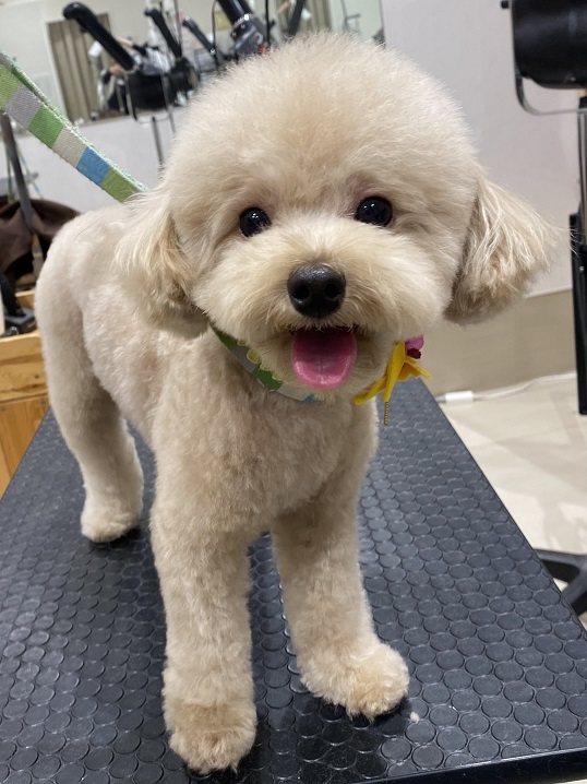 �e�f�B�x�A�J�b�g