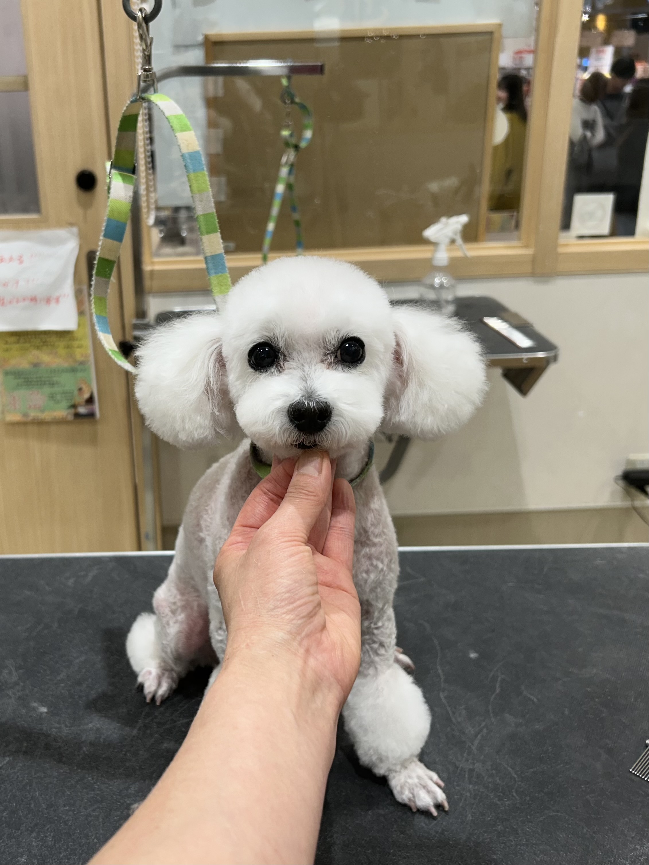 ��������}�C�A�~�J�b�g