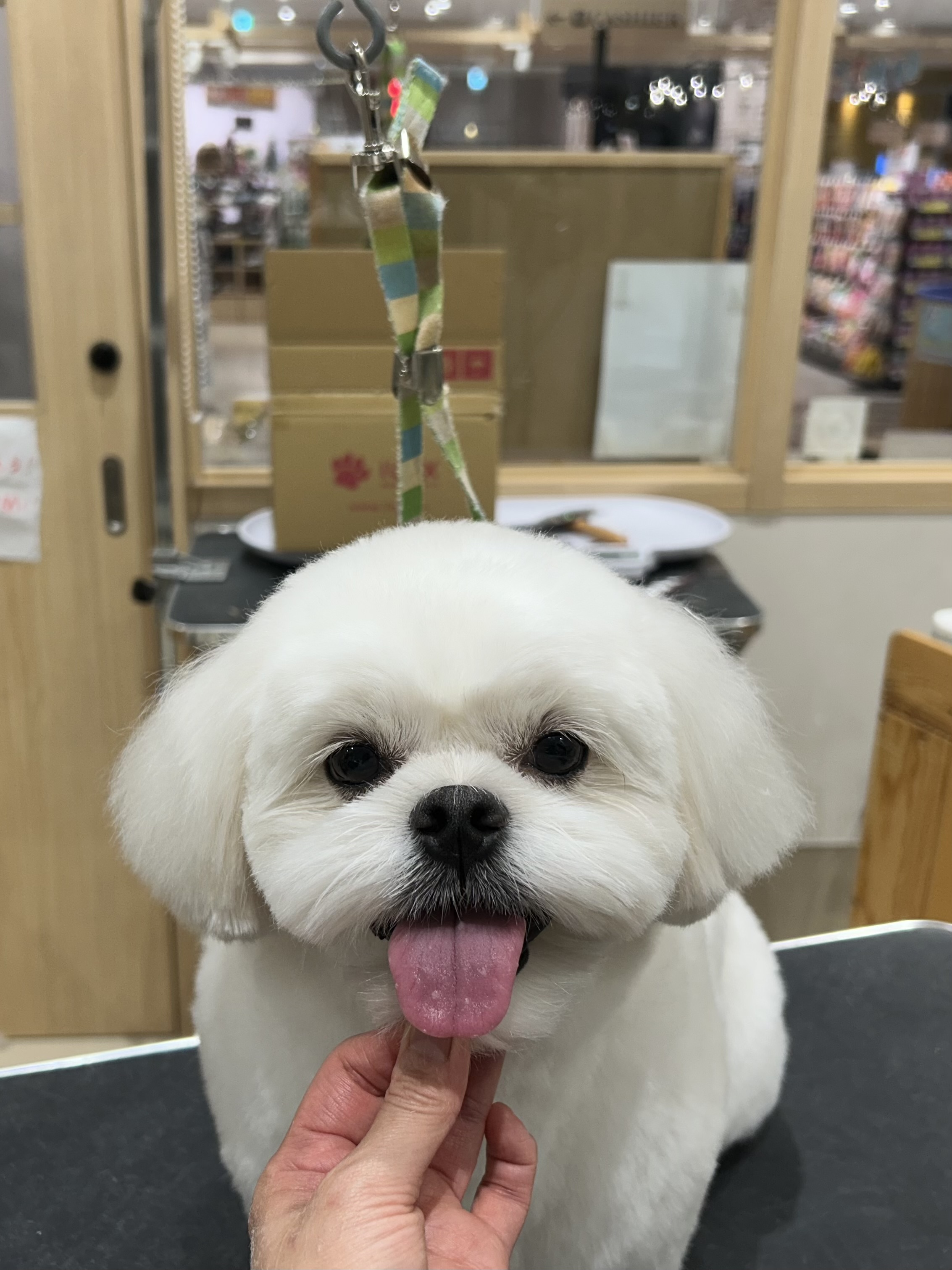 ����܂�ۃJ�b�g