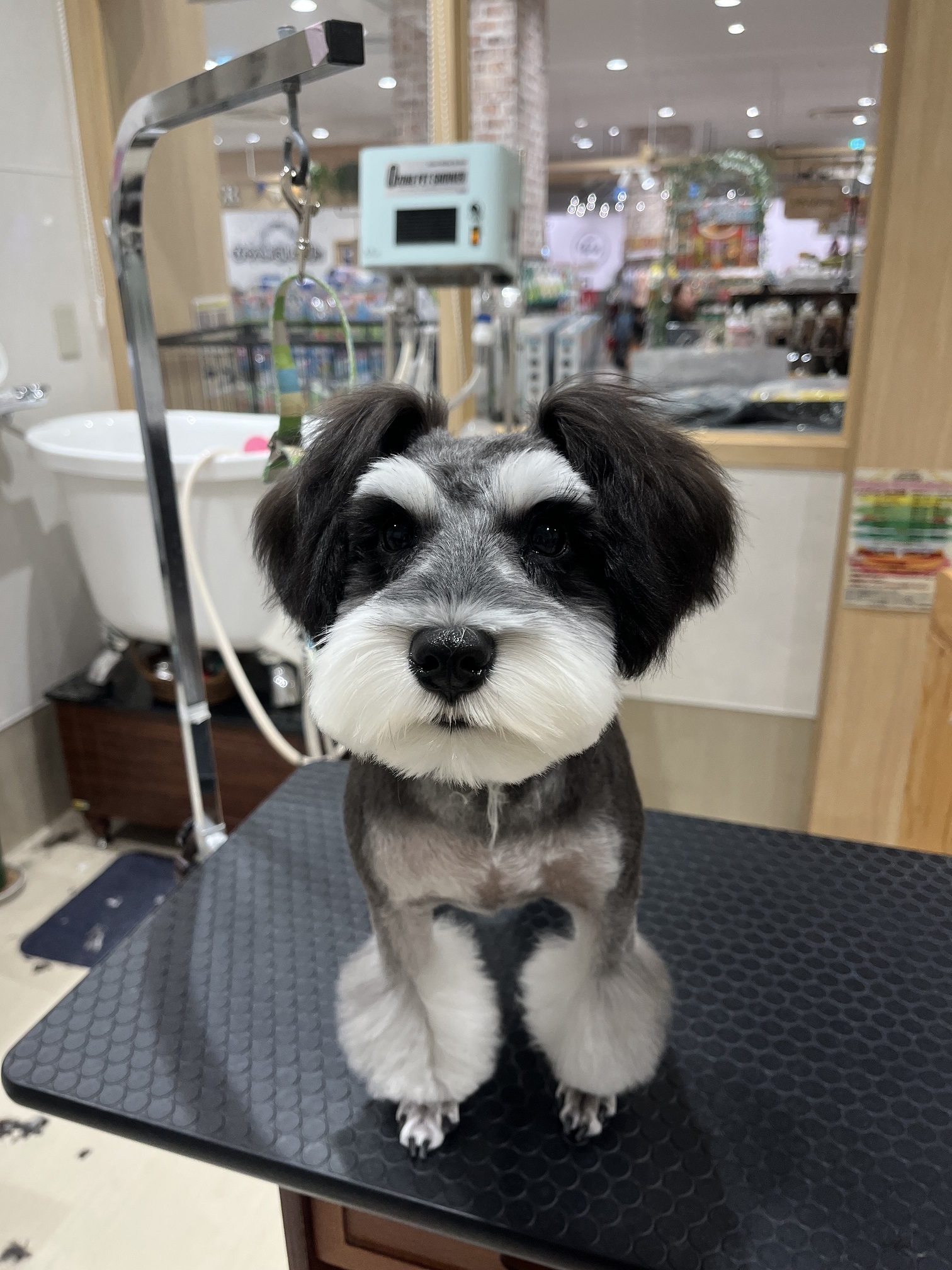 2�~���ۂ�ۂ�V���i�J�b�g