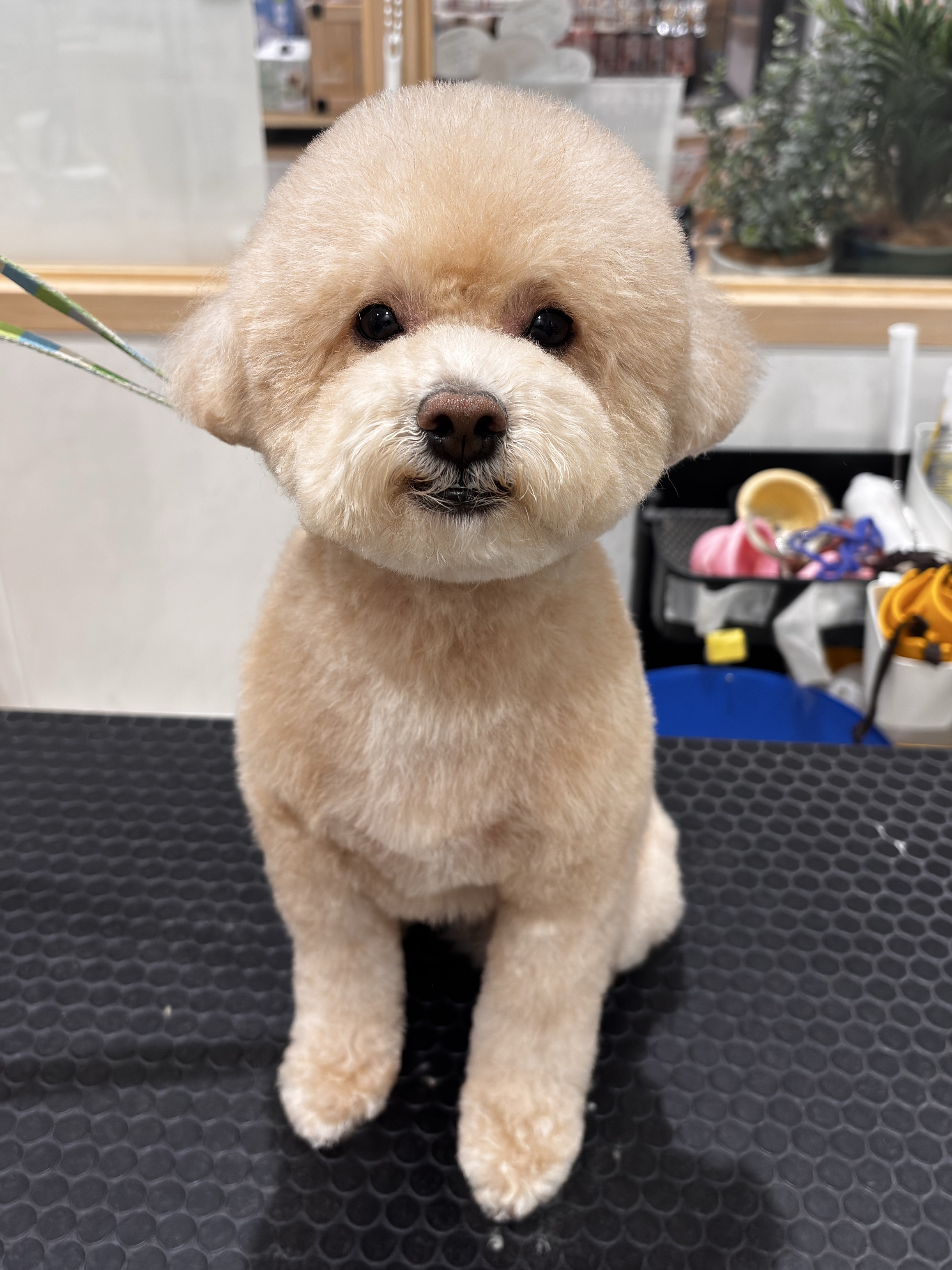 �܂�܂�e�f�B�x�A�J�b�g