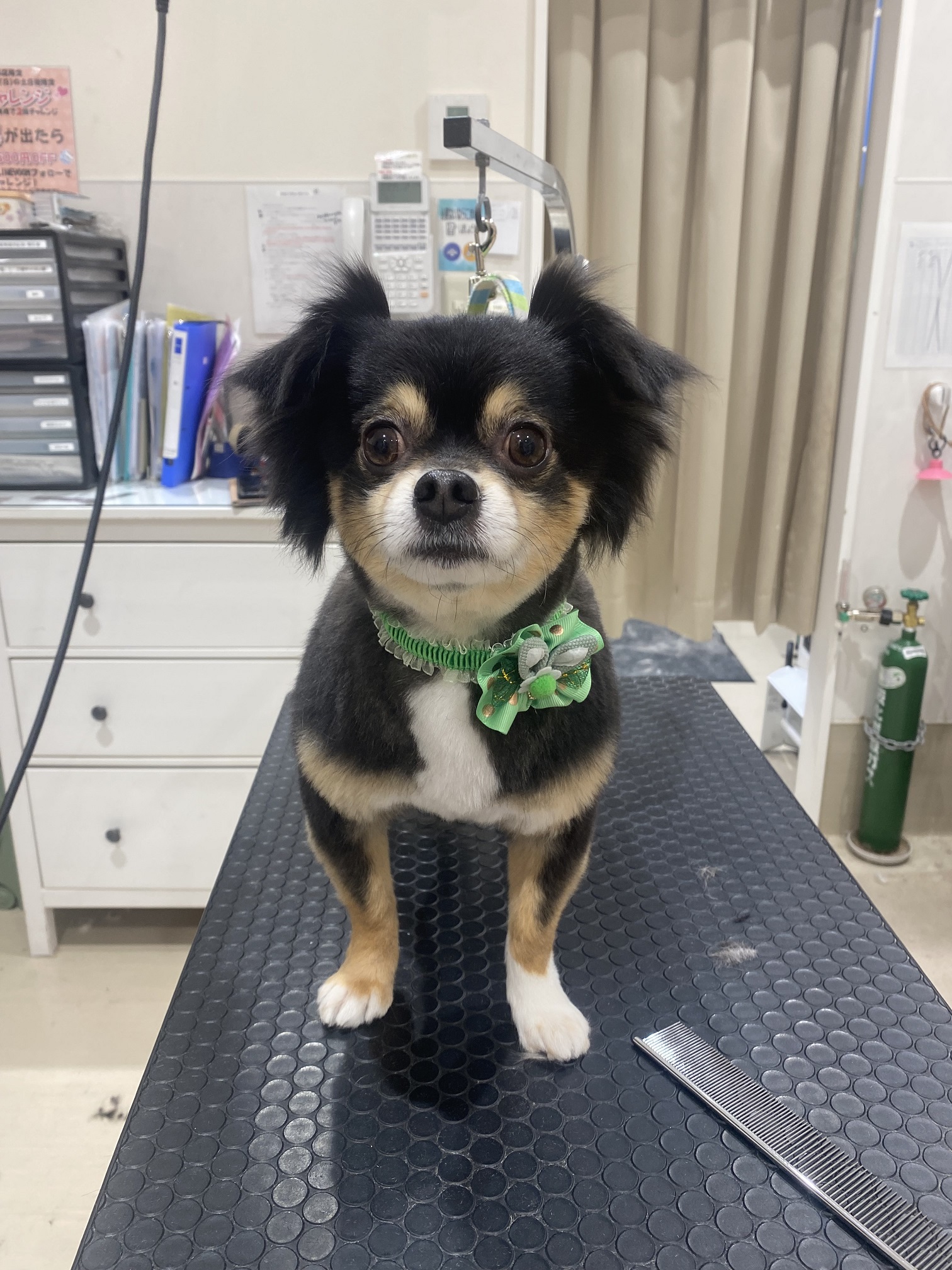 �P�O�����S�g�o���J��