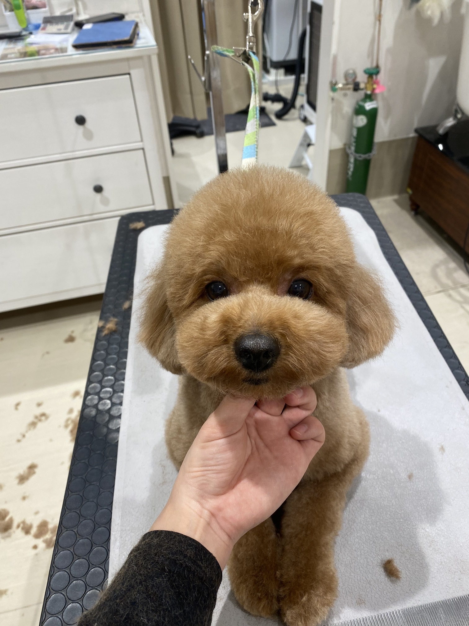 ���R����̃e�f�B�x�A�J�b�g