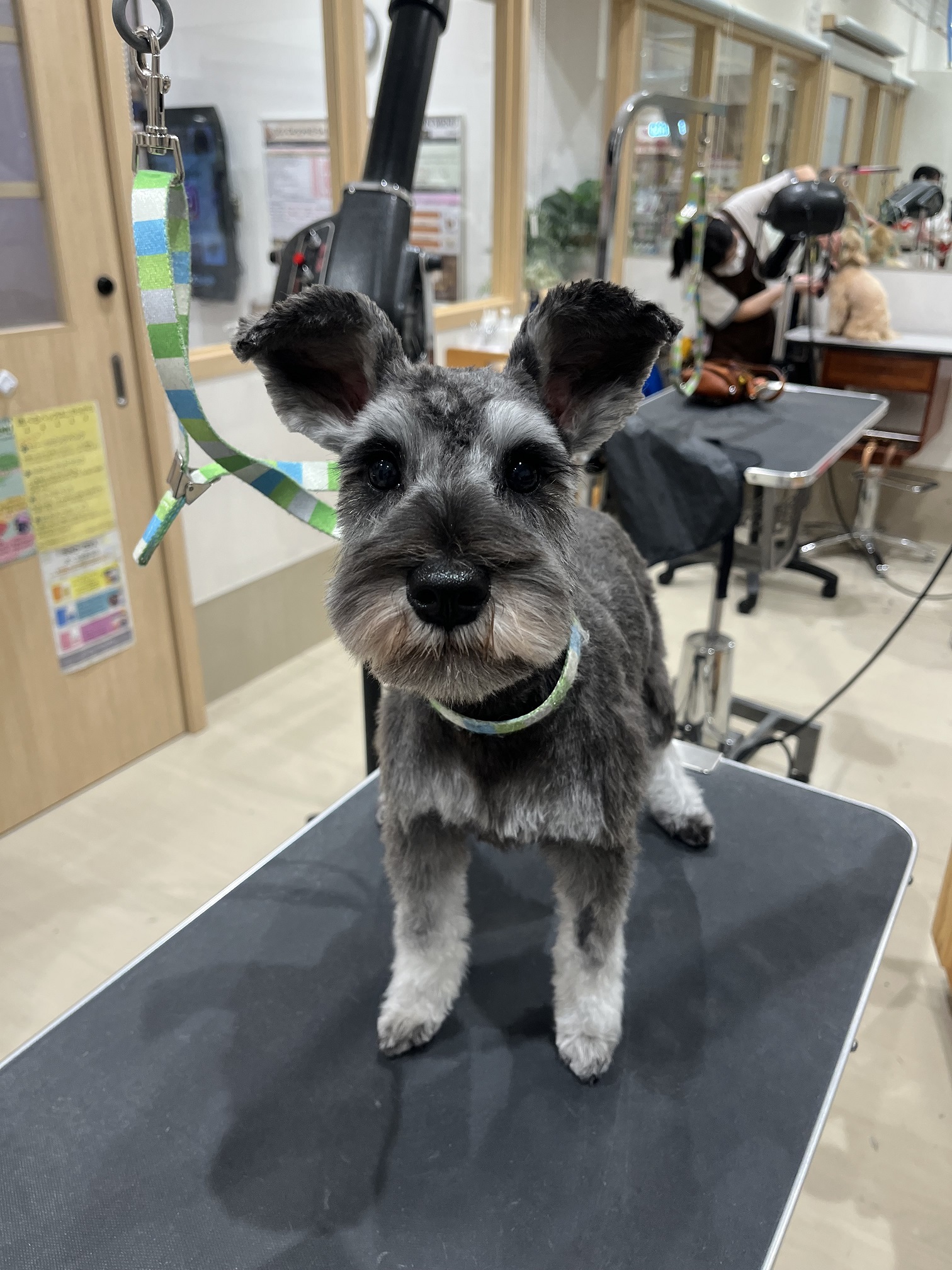 �}�Y���ۂ��̂Q�~���V���i�J�b�g