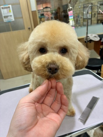 �ӂ���e�f�B�x�A�J�b�g