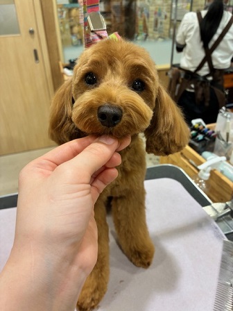 ��т̃e�f�B�x�A�J�b�g