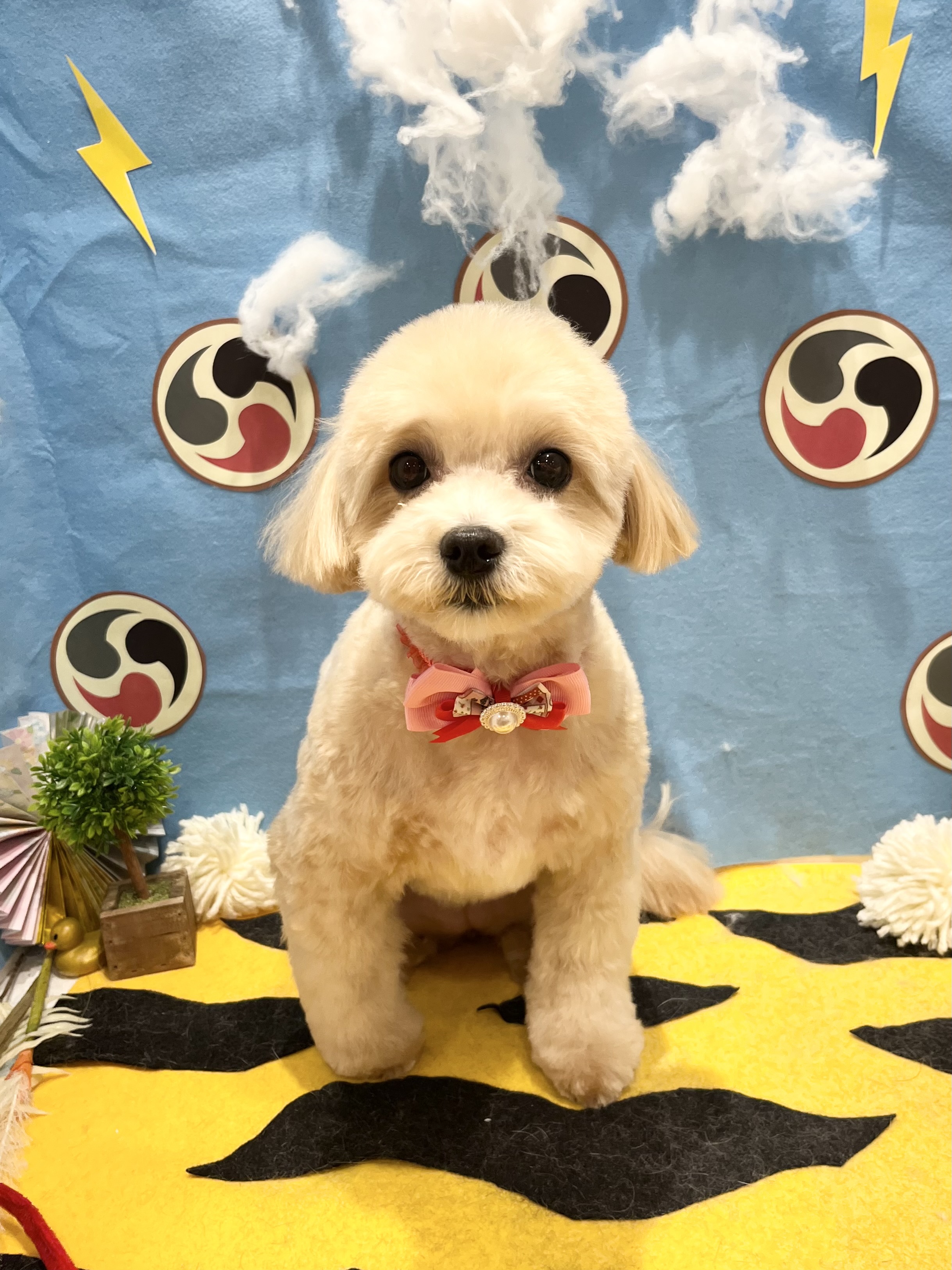 �}���v�[�����X�b�L���J�b�g