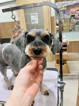 �V���iMIX�����̃X�b�L���J�b�g