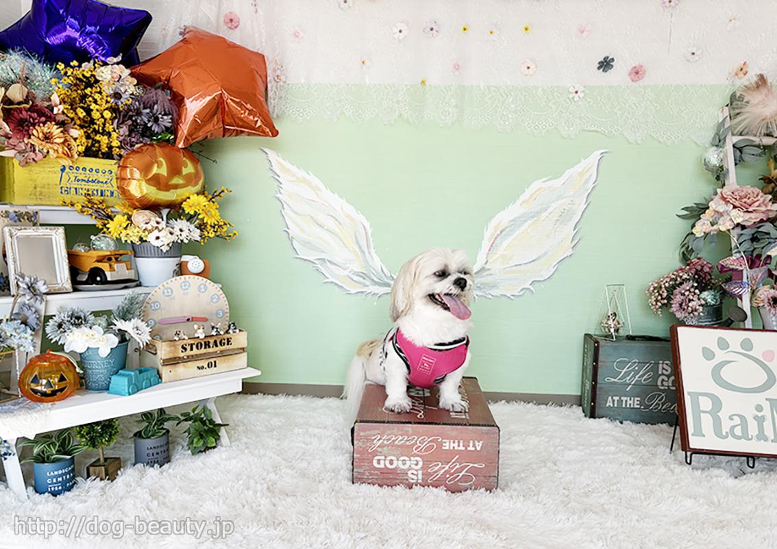 RaiM -Cafe&DogSalon-