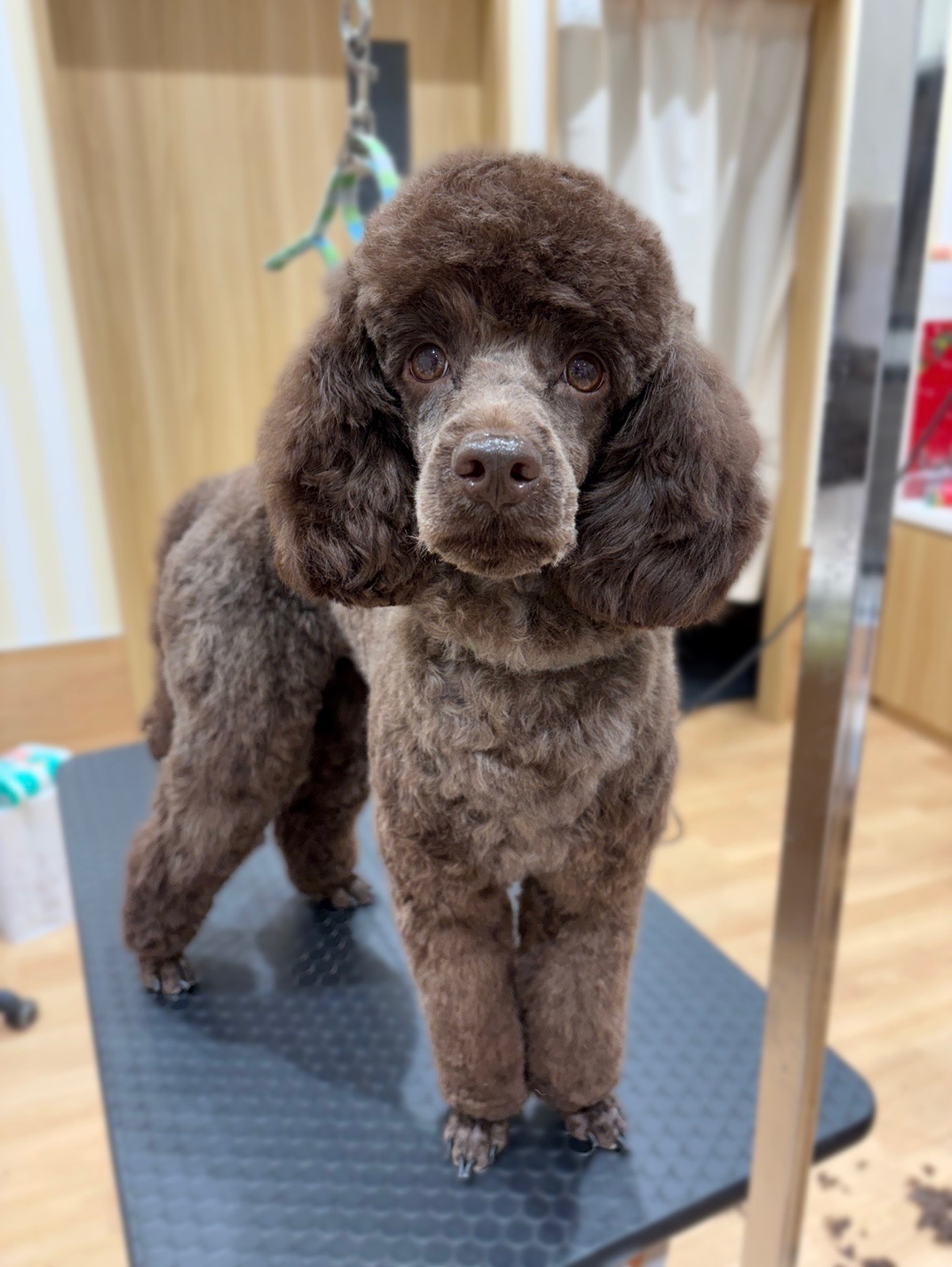 �P�l�����J�b�g