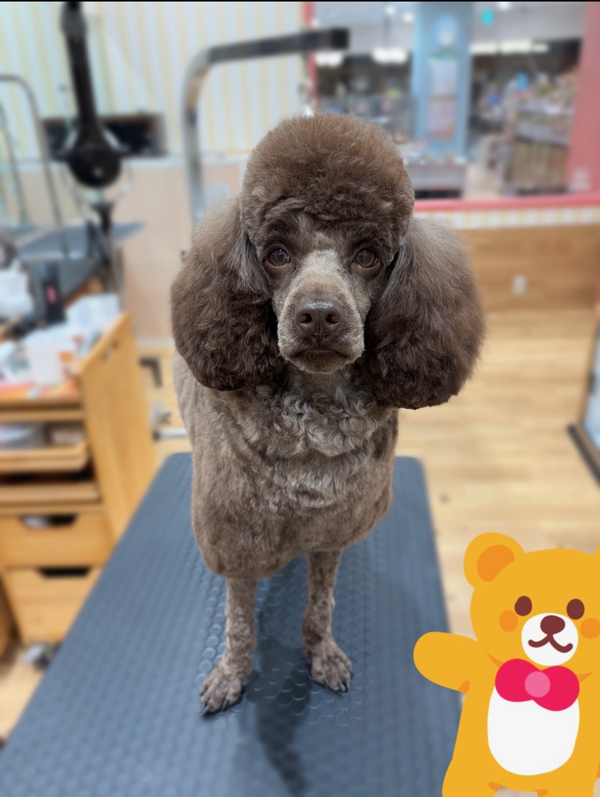 �Ђ��J�b�g