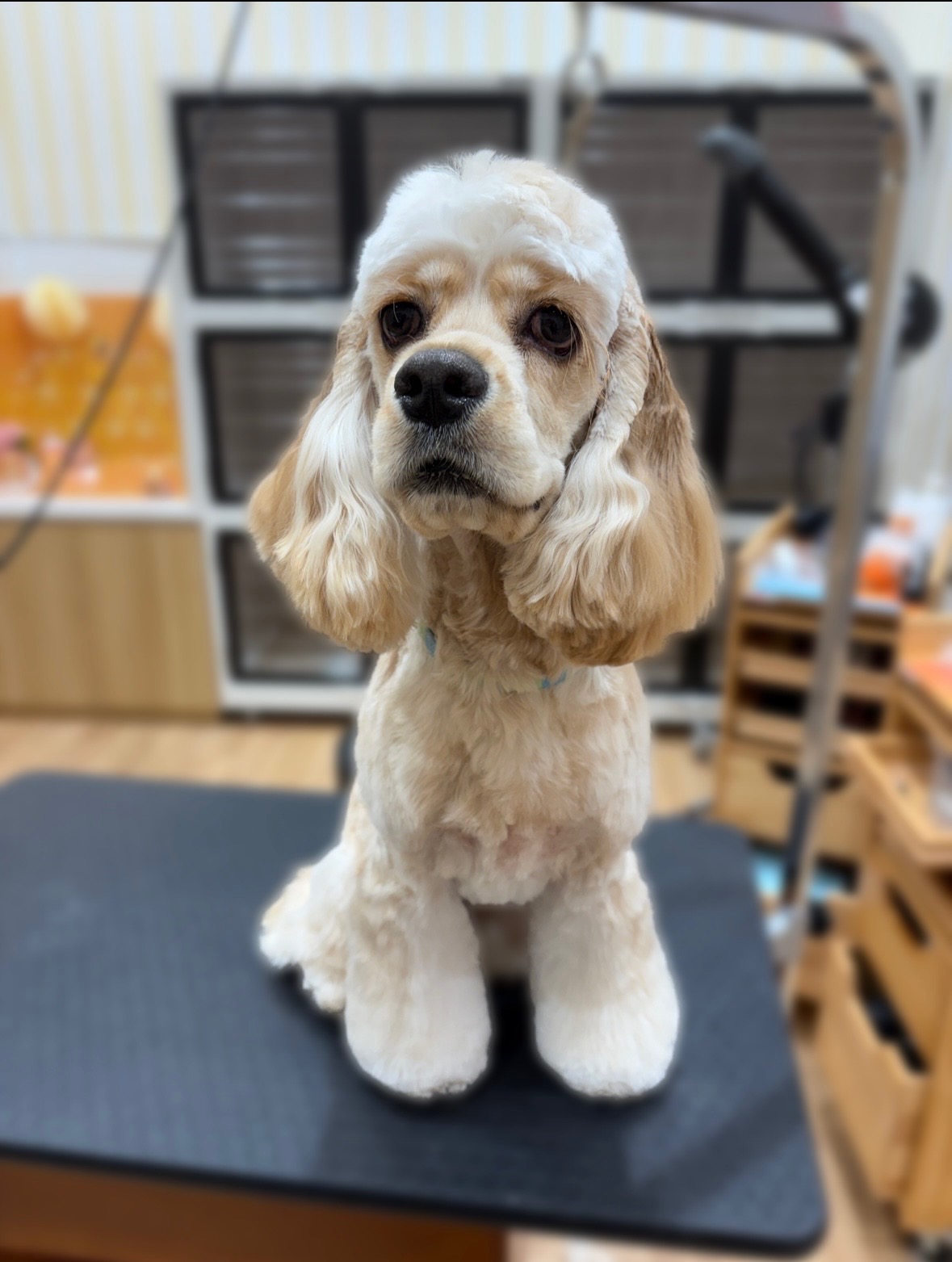 �A�����J���R�b�J�[�̂��܂����X�^�C��