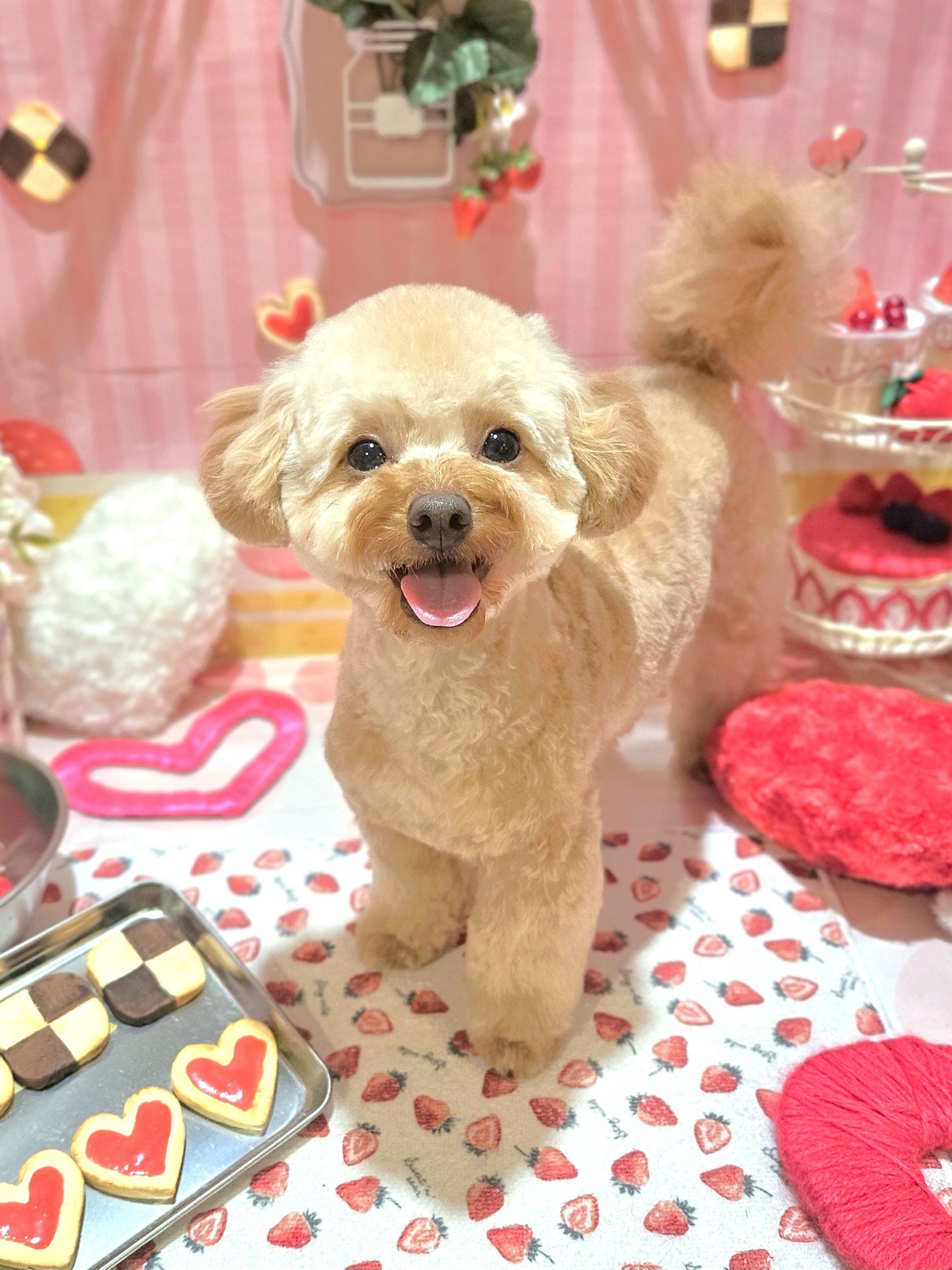 �X�b�L��5mm�e�f�B