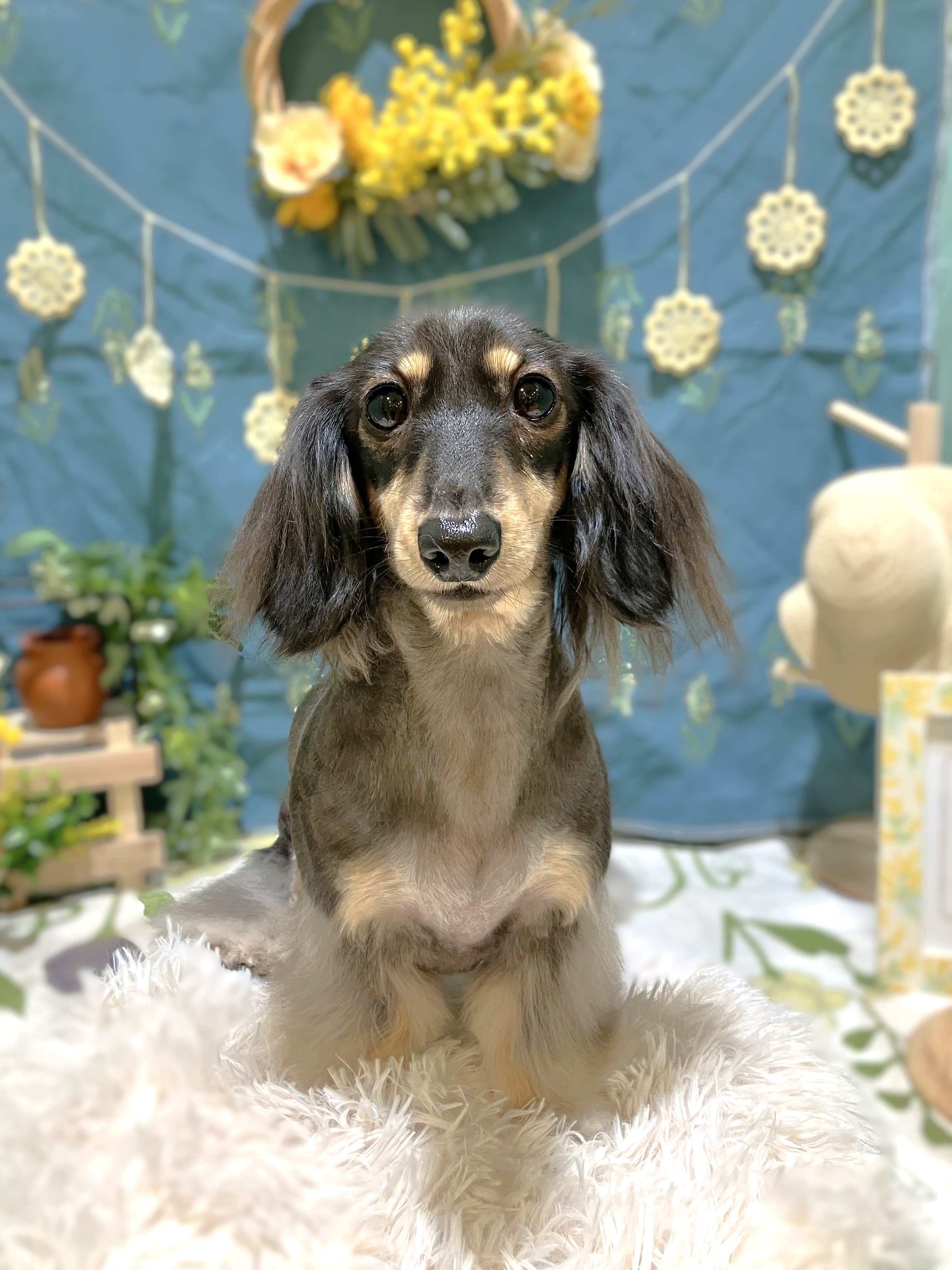 �_�b�N�X�t���A�J�b�g