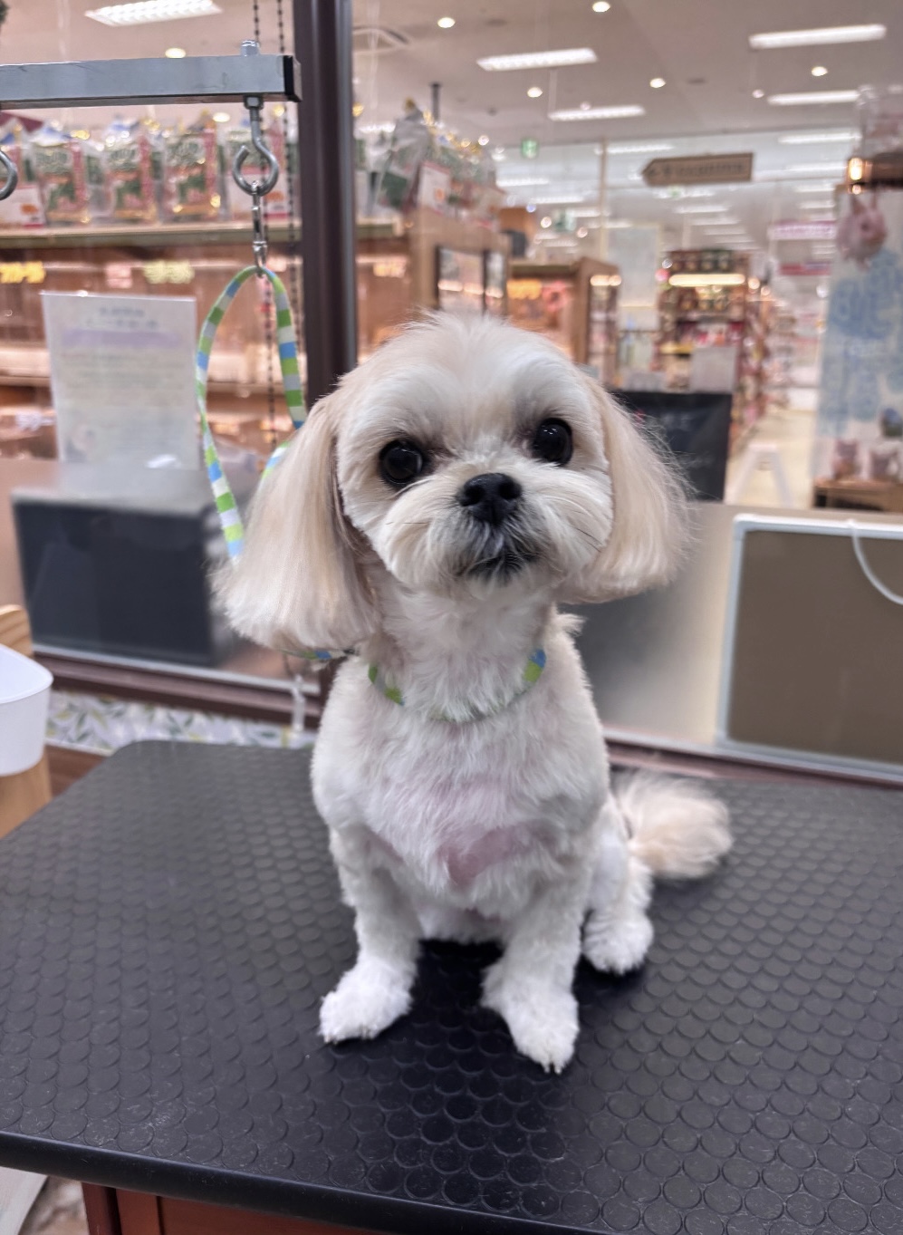 �X�b�L���J�b�g