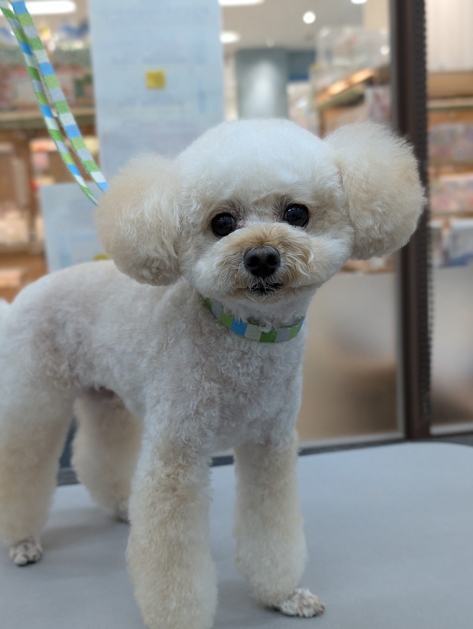 �܂�܂�J�b�g