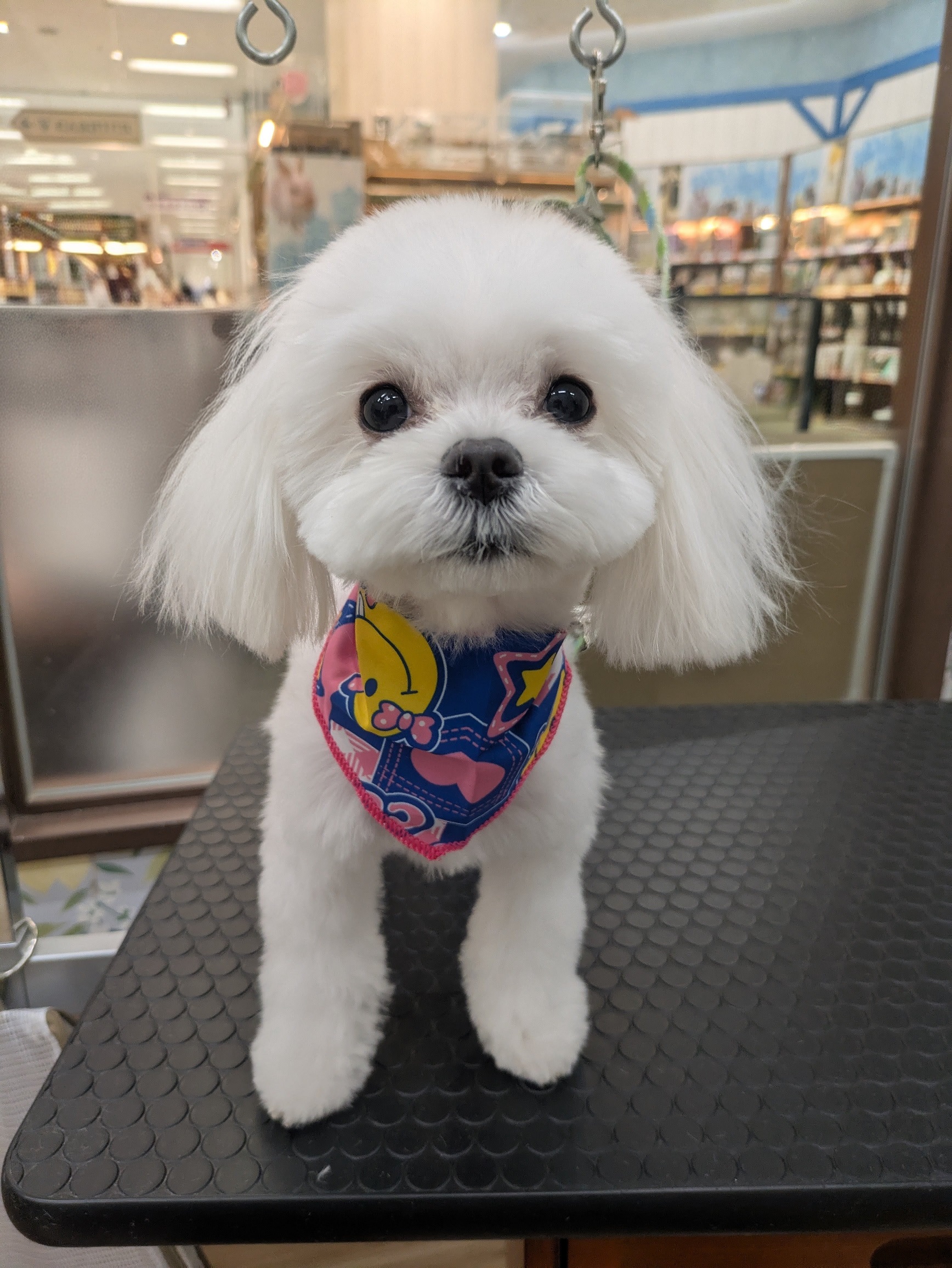 10mm�T�}�[�J�b�g