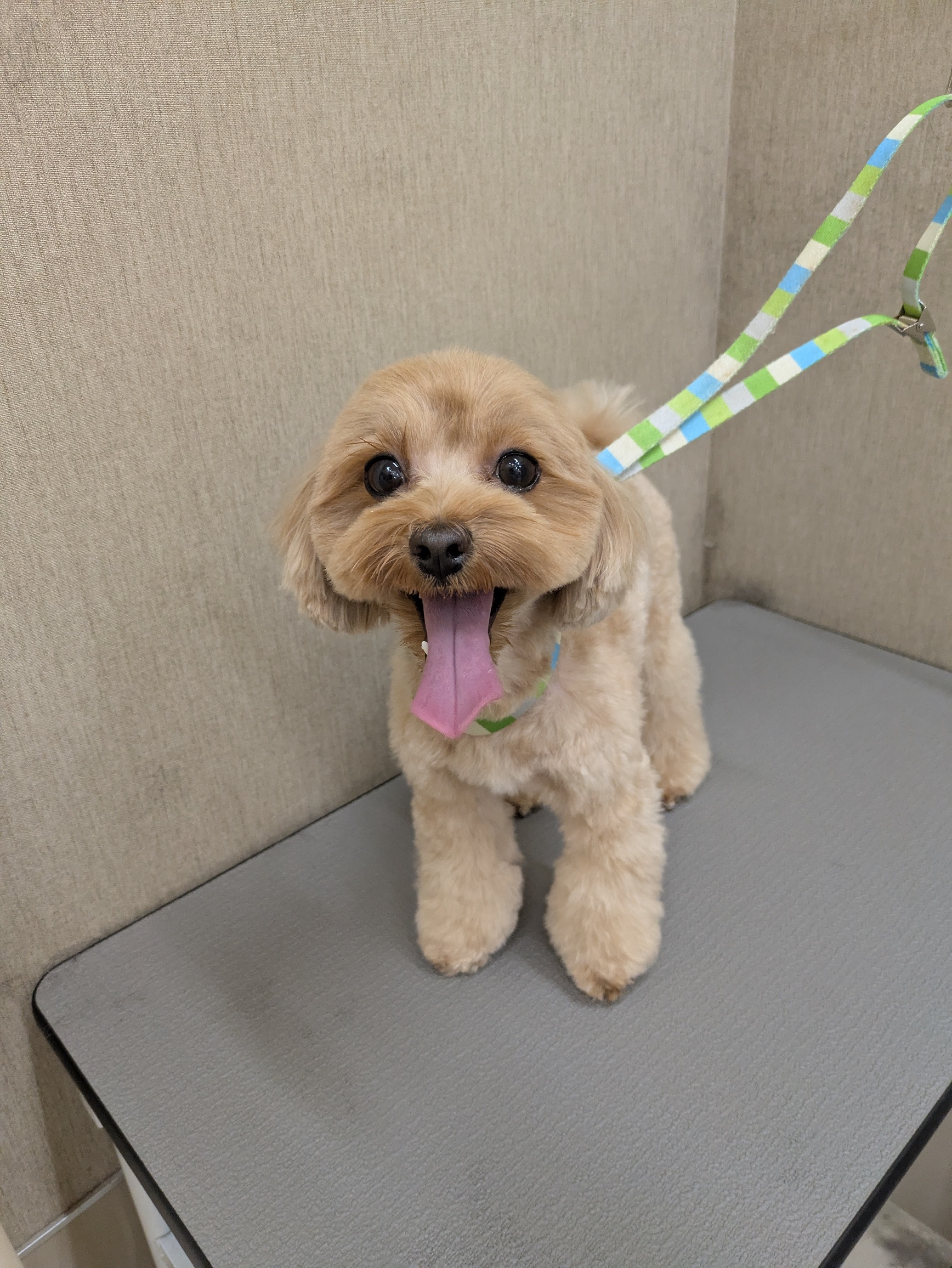 8mm�e�f�B�x�A�J�b�g