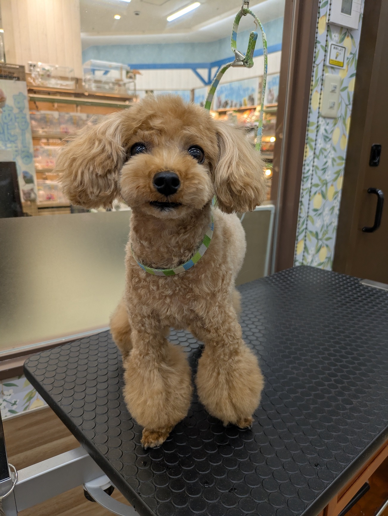 8mm�T�}�[�}�C�A�~�J�b�g