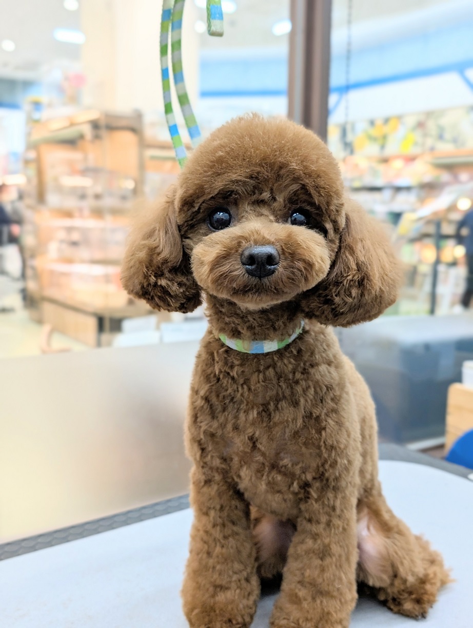 ���������J�b�g(���������)