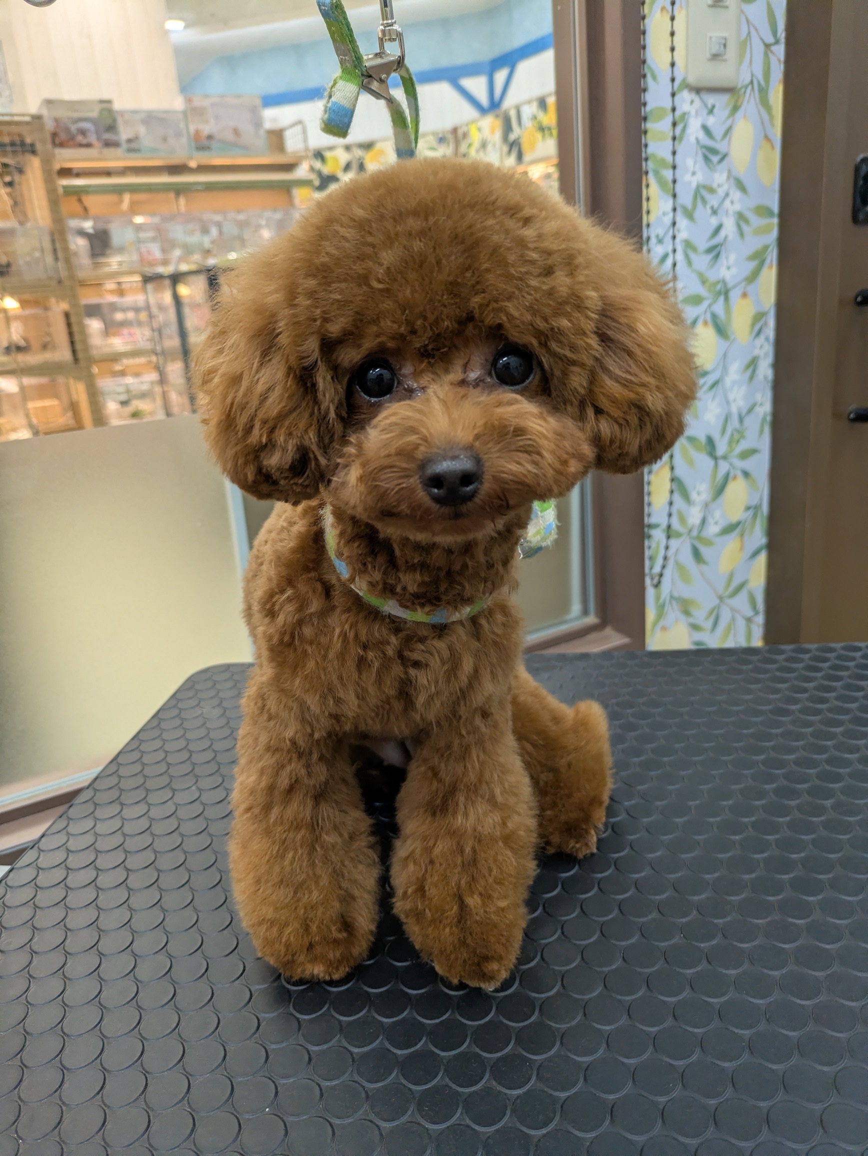 10mm�e�f�B�x�A�J�b�g