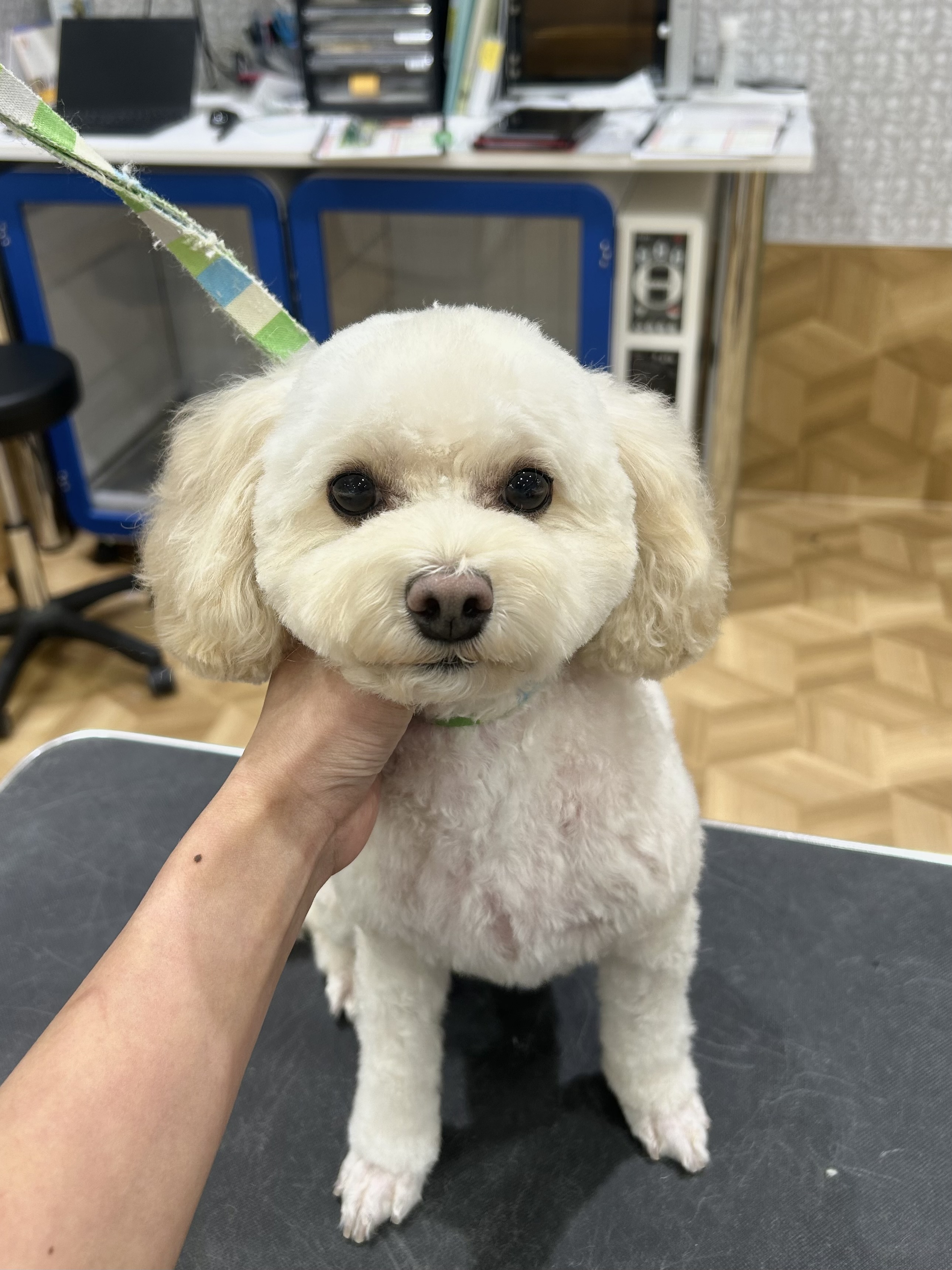 �X�b�L���߃J�b�g