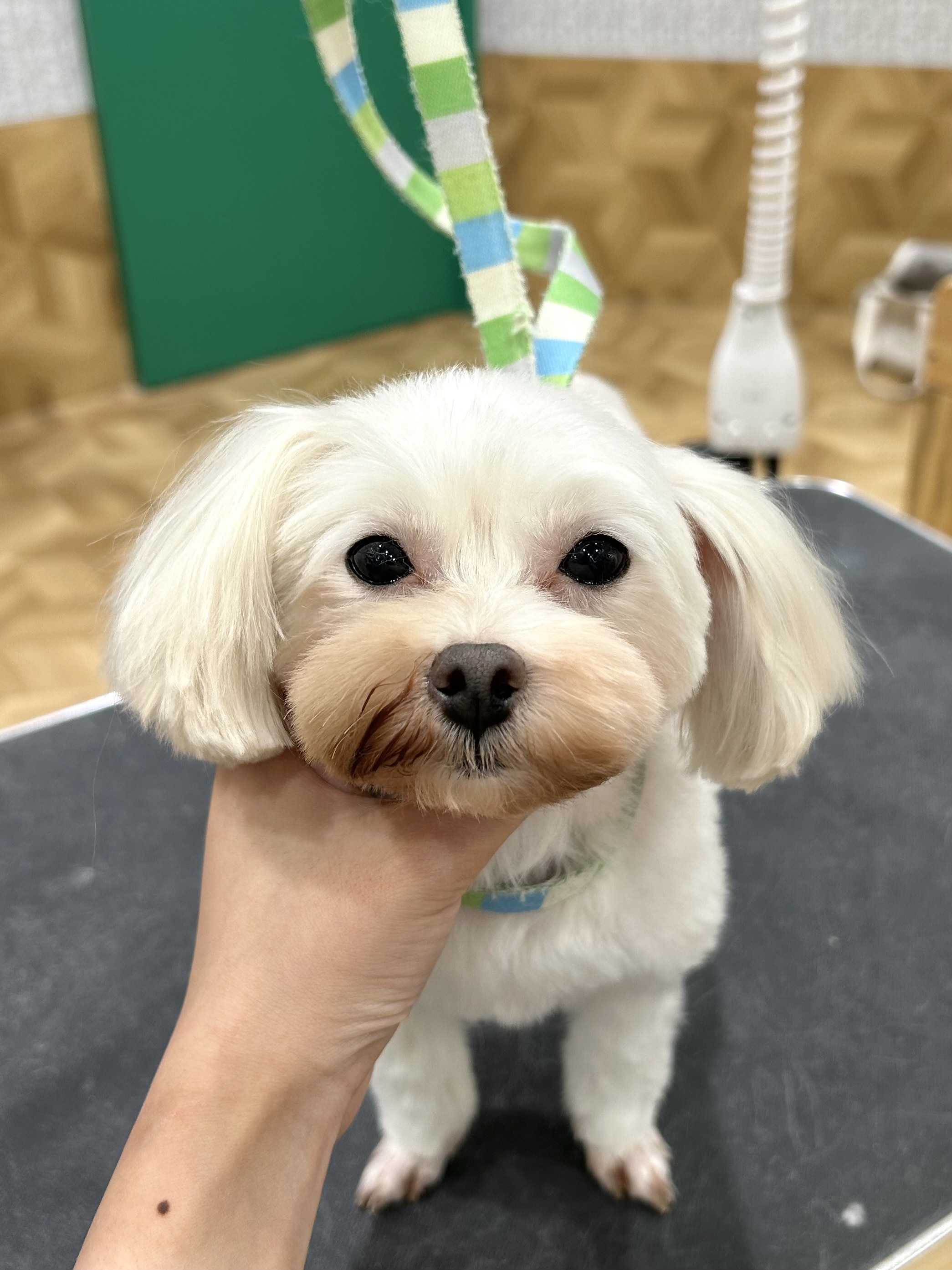 �X�b�L���e�f�B�J�b�g