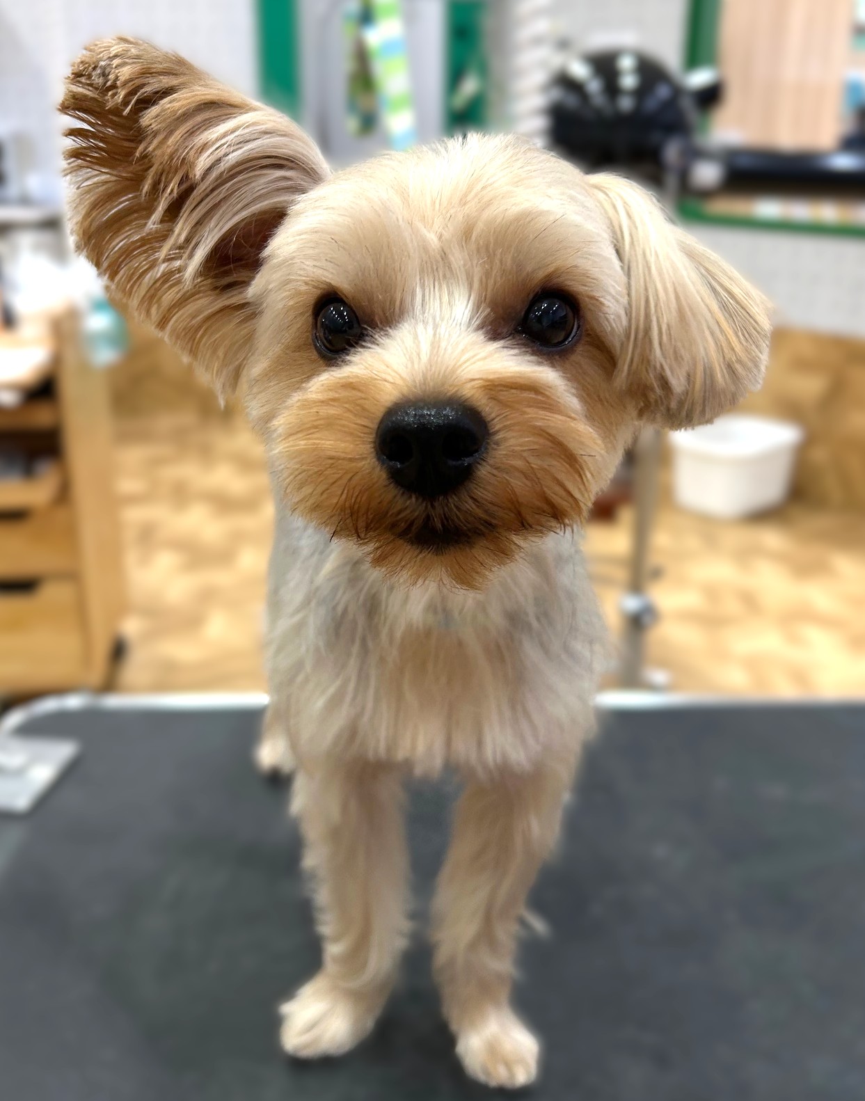 �X�b�L���J�b�g