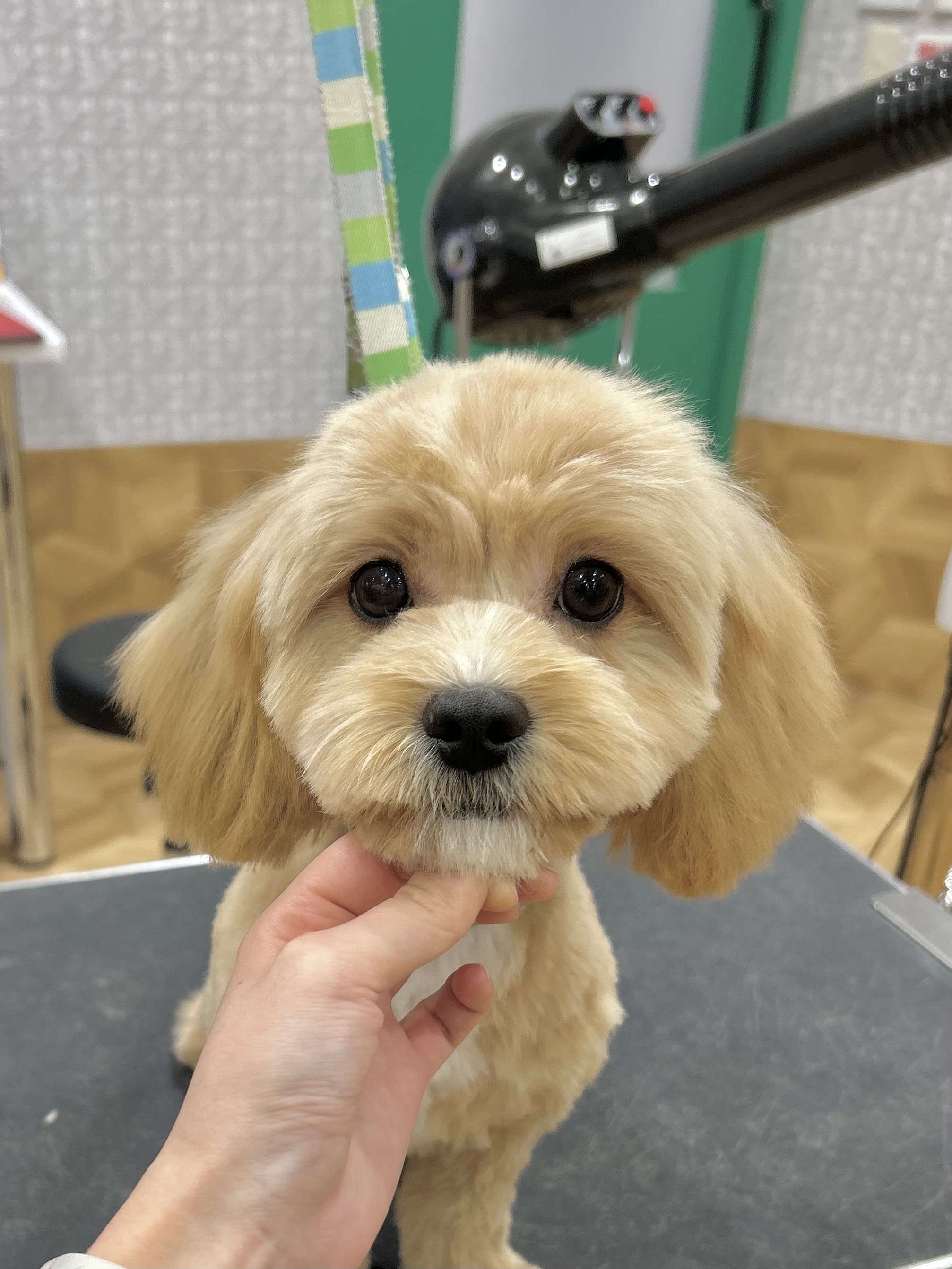 �������̂��₷���J�b�g