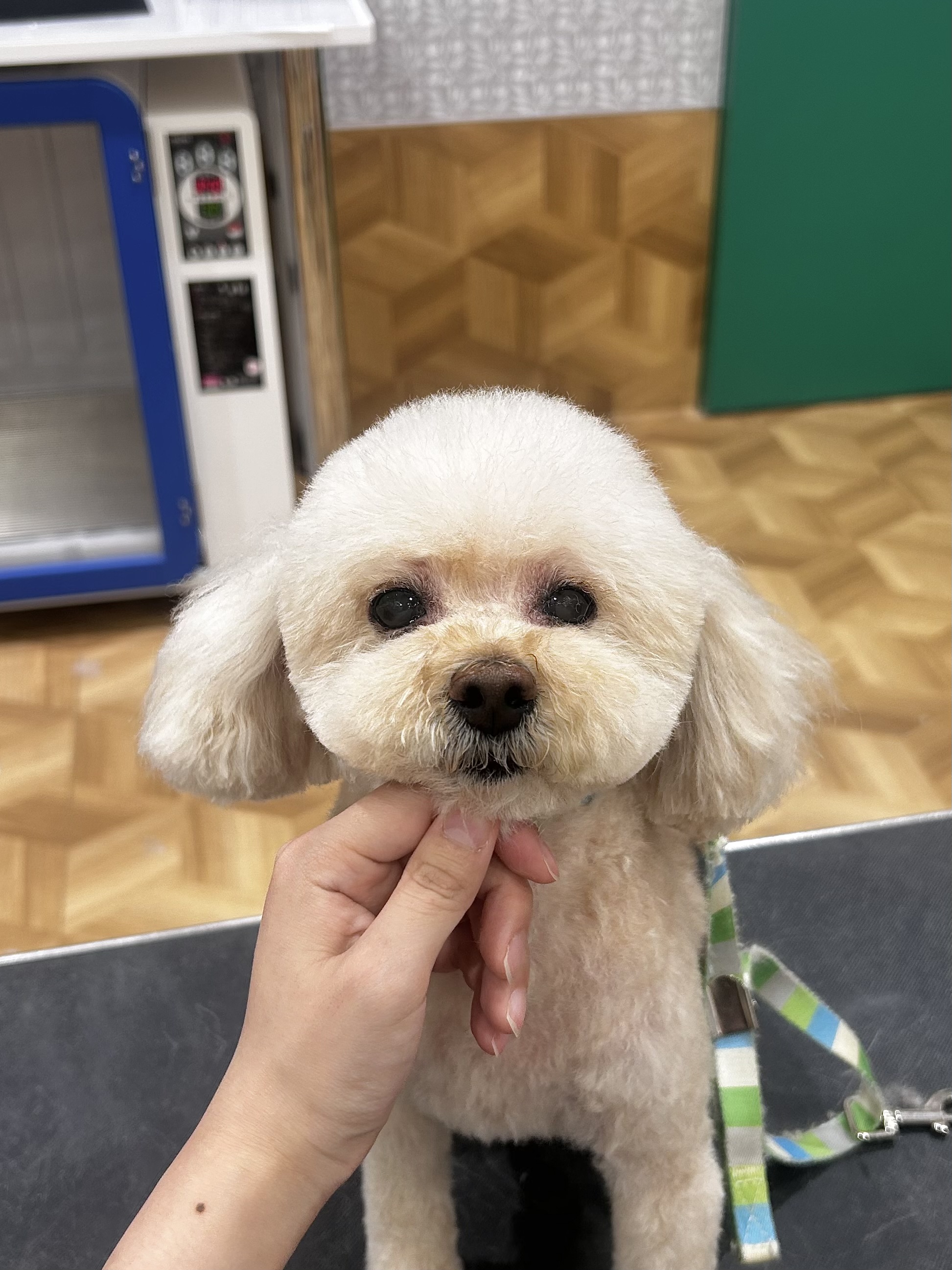 �U�o�J�b�g