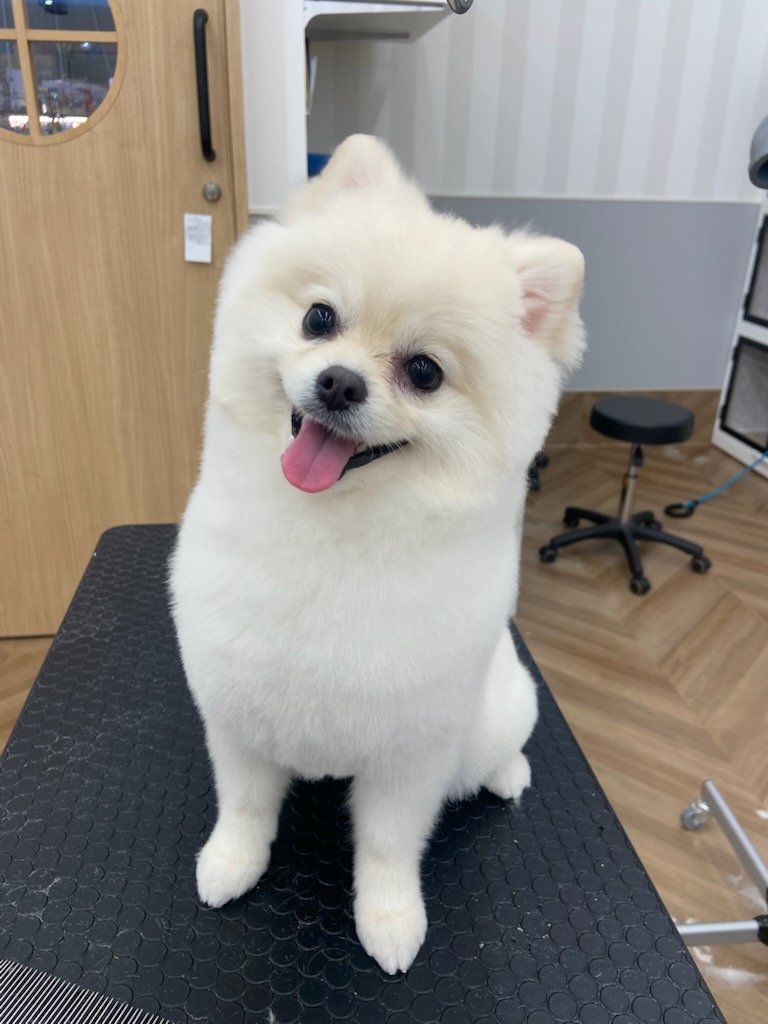 �|�����j�A���̎Č����J�b�g