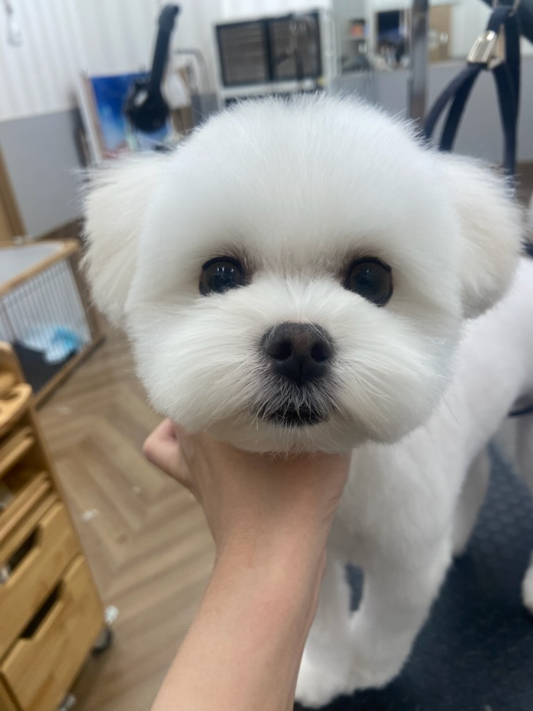 �}�V���}���J�b�g