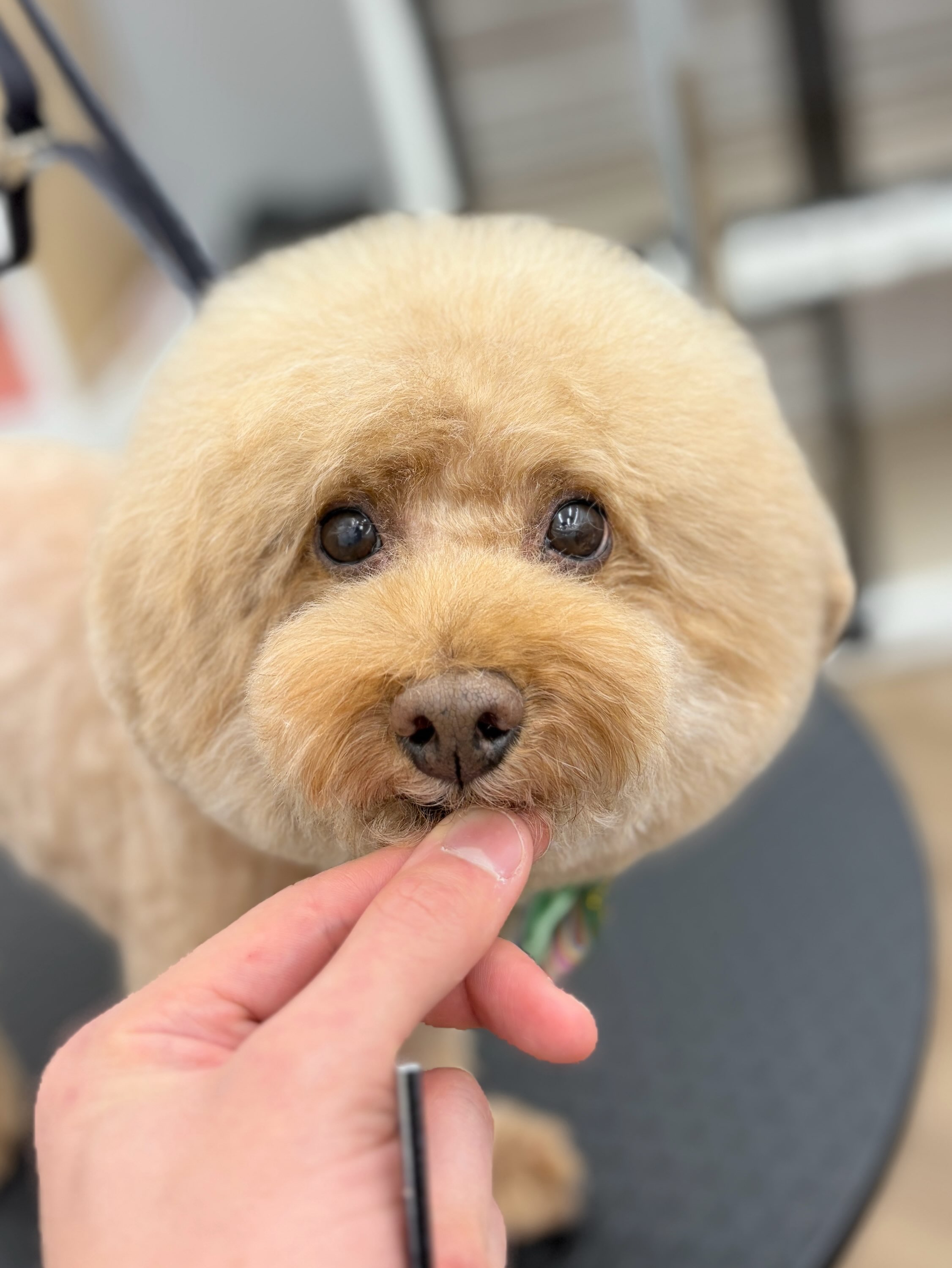 �\������̂܂�܂�J�b�g