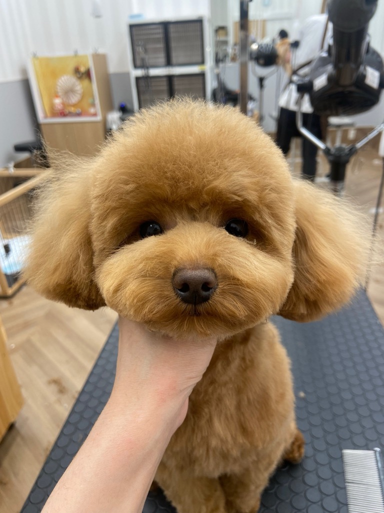 �e�f�B�x�A